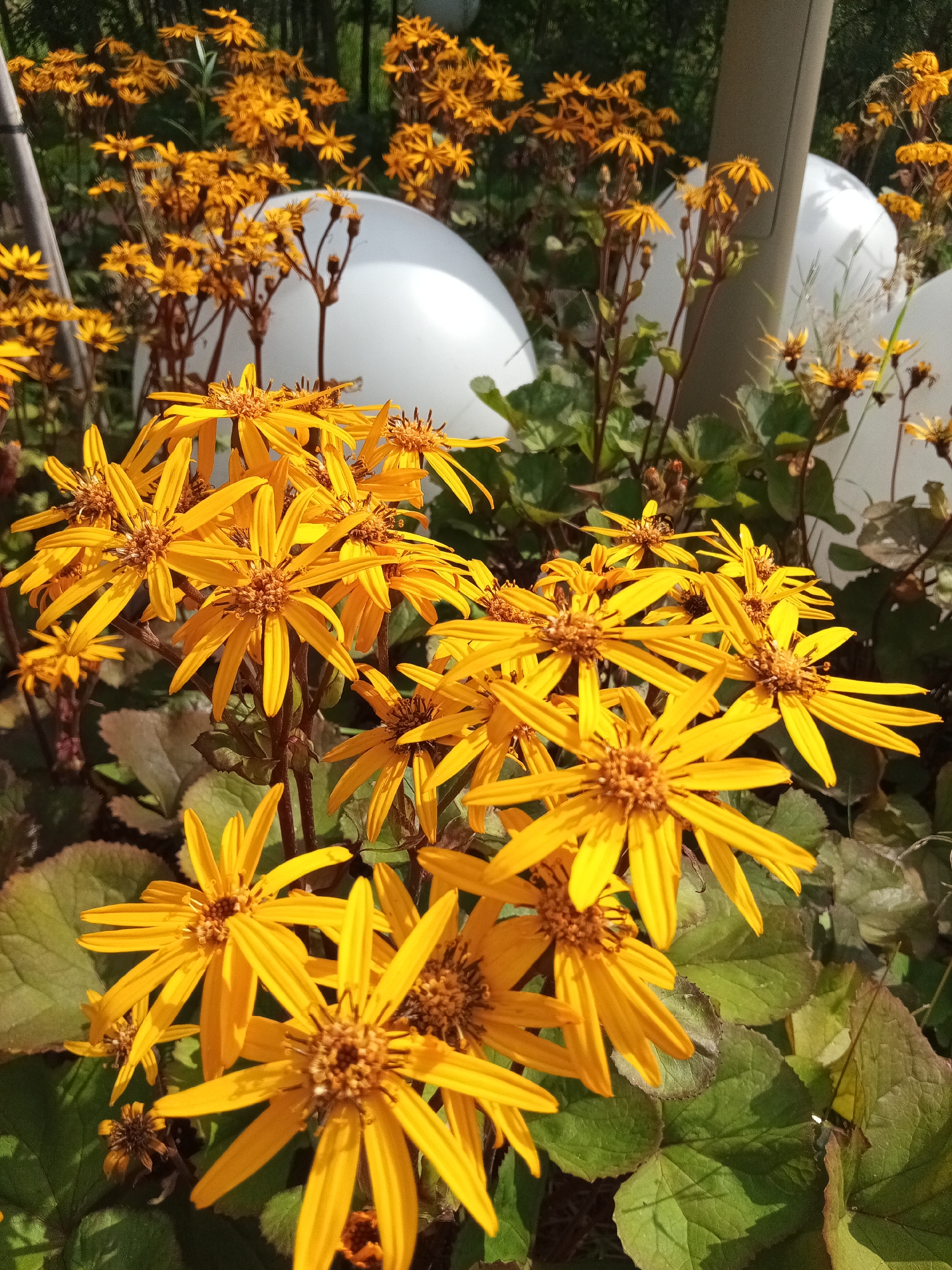 In Kazan, Russia, a close-up, eye-level shot captures a cluster of vibrant yellow flowers, possibly Ligularia, in full bloom. The blossoms, with their numerous ray florets and prominent disc florets, are the primary focus. Interspersed among the flowers are large, dark green leaves, some showing hints of reddish-bronze. In the background, two large, smooth, white spherical objects are partially visible, appearing to be decorative or architectural elements. A thin, vertical gray pole, possibly a fence post or support, is also present. The scene is bathed in bright sunlight, creating dappled shadows and highlighting the textures of the petals and leaves. The overall impression is one of a well-maintained garden or public space in Kazan.