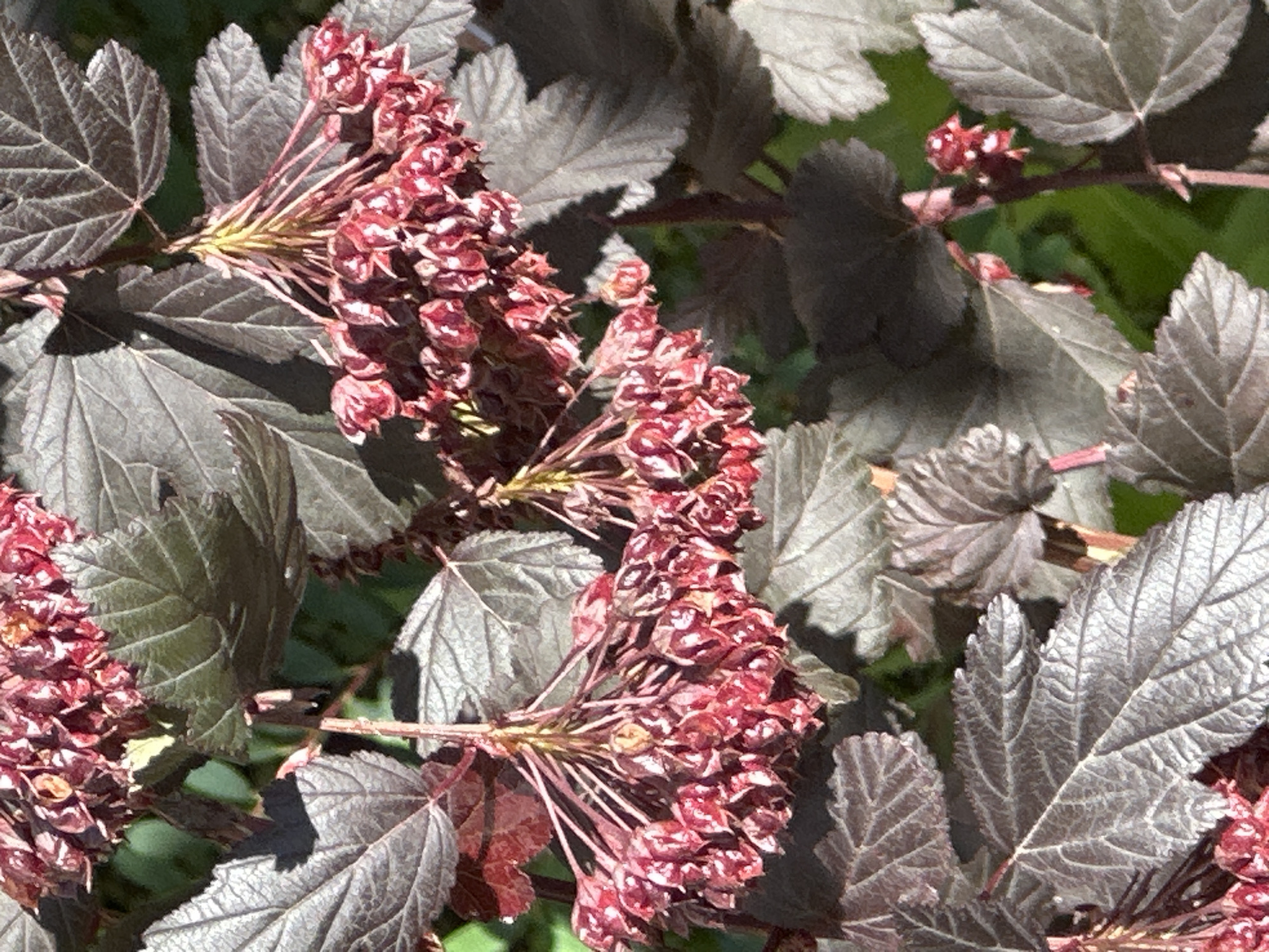 The image is a close-up, vertical shot of a plant with dark, purplish-brown leaves and clusters of small, reddish-pink seed heads or developing fruit. The leaves are ovate with serrated edges and prominent veins. The seed heads are arranged in pendulous clusters, appearing dried and somewhat papery. The background consists of blurred green foliage and shadows, suggesting an outdoor setting in natural light. The scene is devoid of any human presence or activity. The image does not contain any information that can be used to determine its location in Podolsk, Russia.