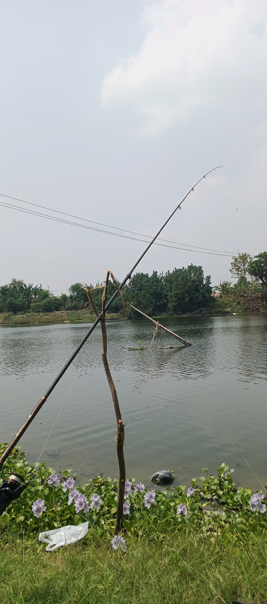 In a rural setting near Laren, Indonesia, a fishing scene unfolds by a tranquil body of water. Two fishing rods are propped up, one a modern graphite rod angled towards the water, supported by a rough wooden tripod. Another, older fishing rod, possibly bamboo, leans against the same support. The water is calm with visible ripples, reflecting the overcast sky. Along the bank, lush green grass is dotted with small purple flowers, characteristic of water hyacinths, and a white plastic bag lies on the grass. A turtle is partially submerged in the water near the bank, its shell visible. In the background, trees line the opposite bank, with power lines stretching across the sky.