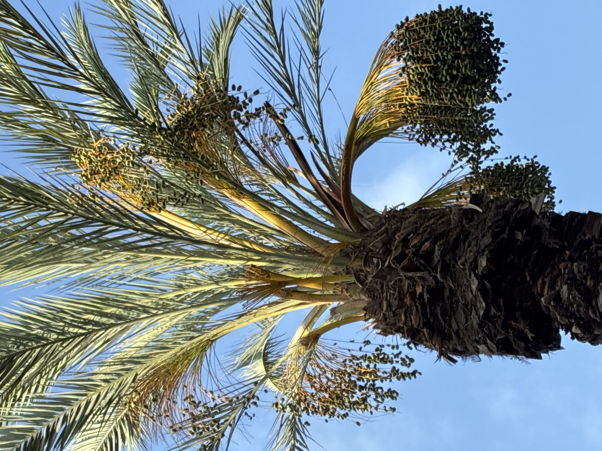 The image shows a close-up view of a date palm tree against a clear blue sky. Several large bunches of green, unripe dates hang from the fronds. The trunk of the palm tree is rough and textured. The lighting suggests it is daytime. The scene is likely in Alanya, Turkey, given the context.