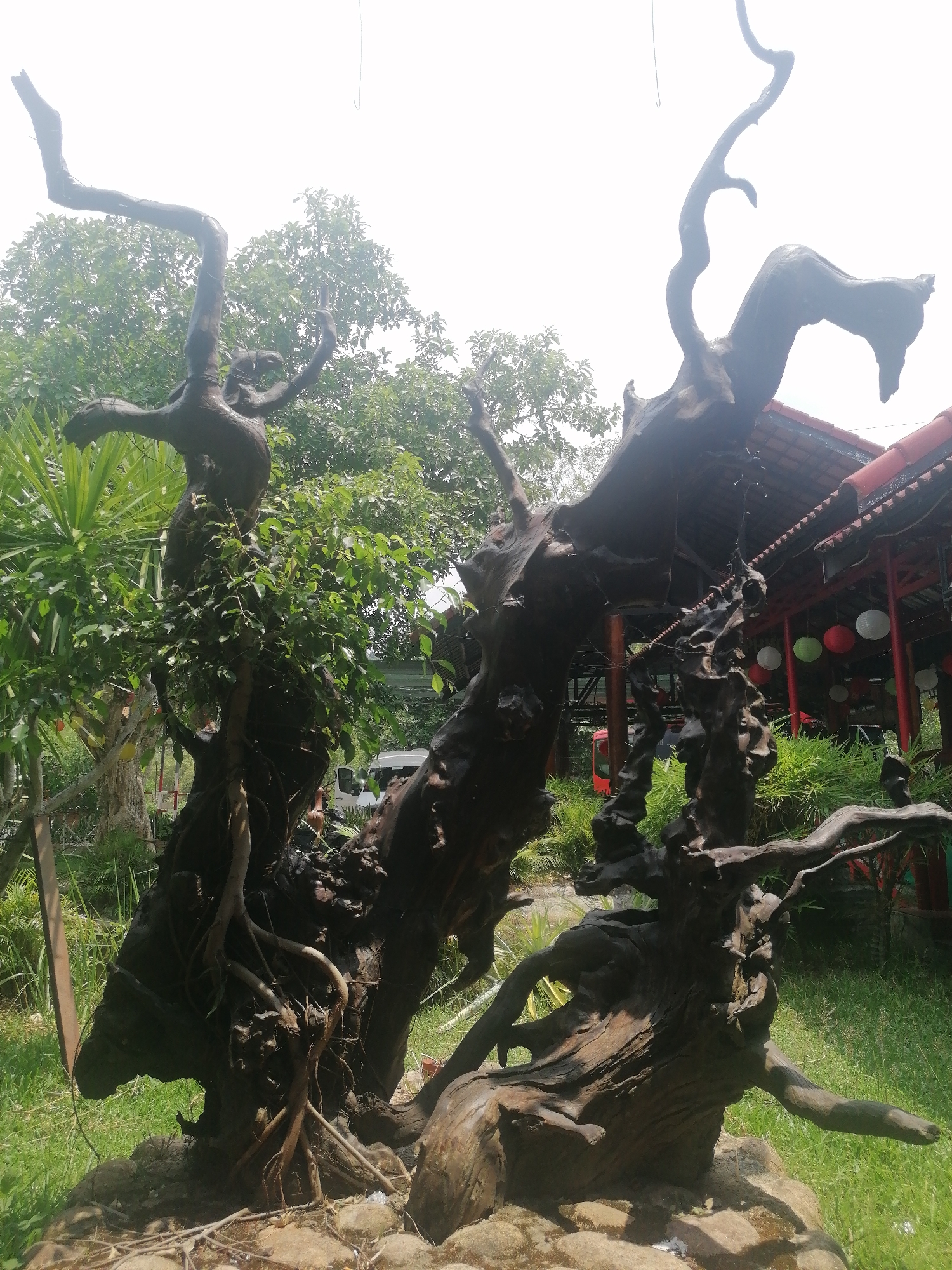 The image depicts a large wooden sculpture in an outdoor setting in Nam Khanh Vinh, Vietnam. The sculpture consists of multiple interconnected pieces of dark wood resembling trees with gnarled branches and exposed roots. Some green foliage is growing on one of the wooden structures. The sculpture is situated on a rocky base surrounded by grass.
In the background, other trees and greenery are visible, as well as a red-roofed building with hanging lanterns. A portion of a vehicle is partially visible behind the sculpture.