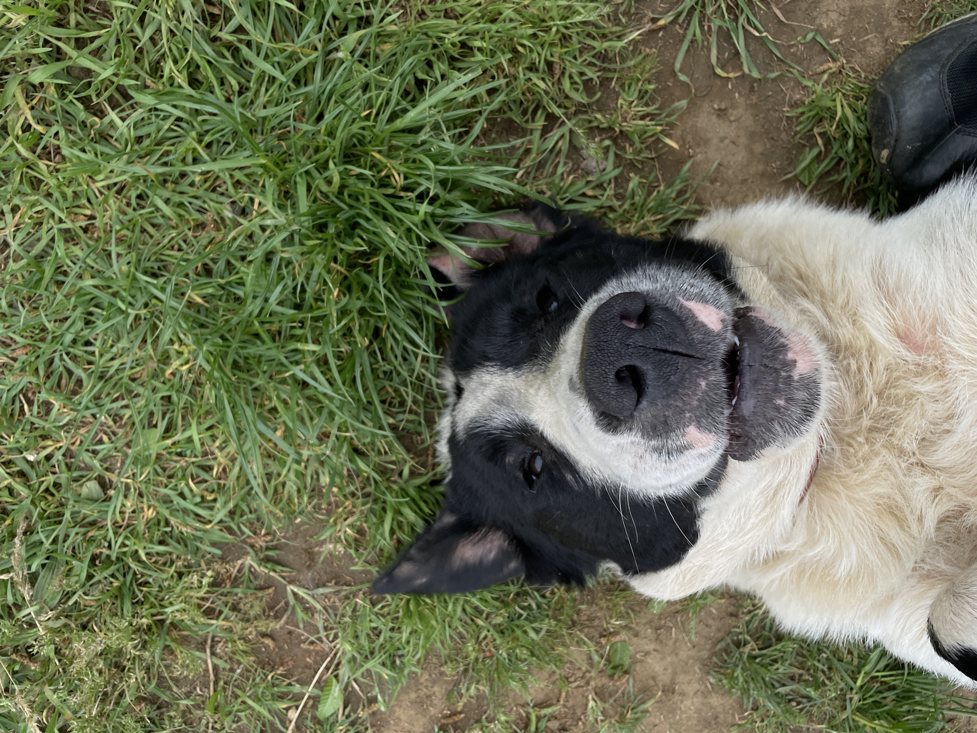 A dog lies on its back in a grassy and dirt area. The dog is predominantly white with black markings on its head and ears. The dog's nose is large and pinkish, and its mouth is slightly open. The dog is lying on its back in a grassy area with some dirt patches visible. A black boot is visible near the dog. The photo was not taken in Zlatograd, Bulgaria, as I have no information on location.