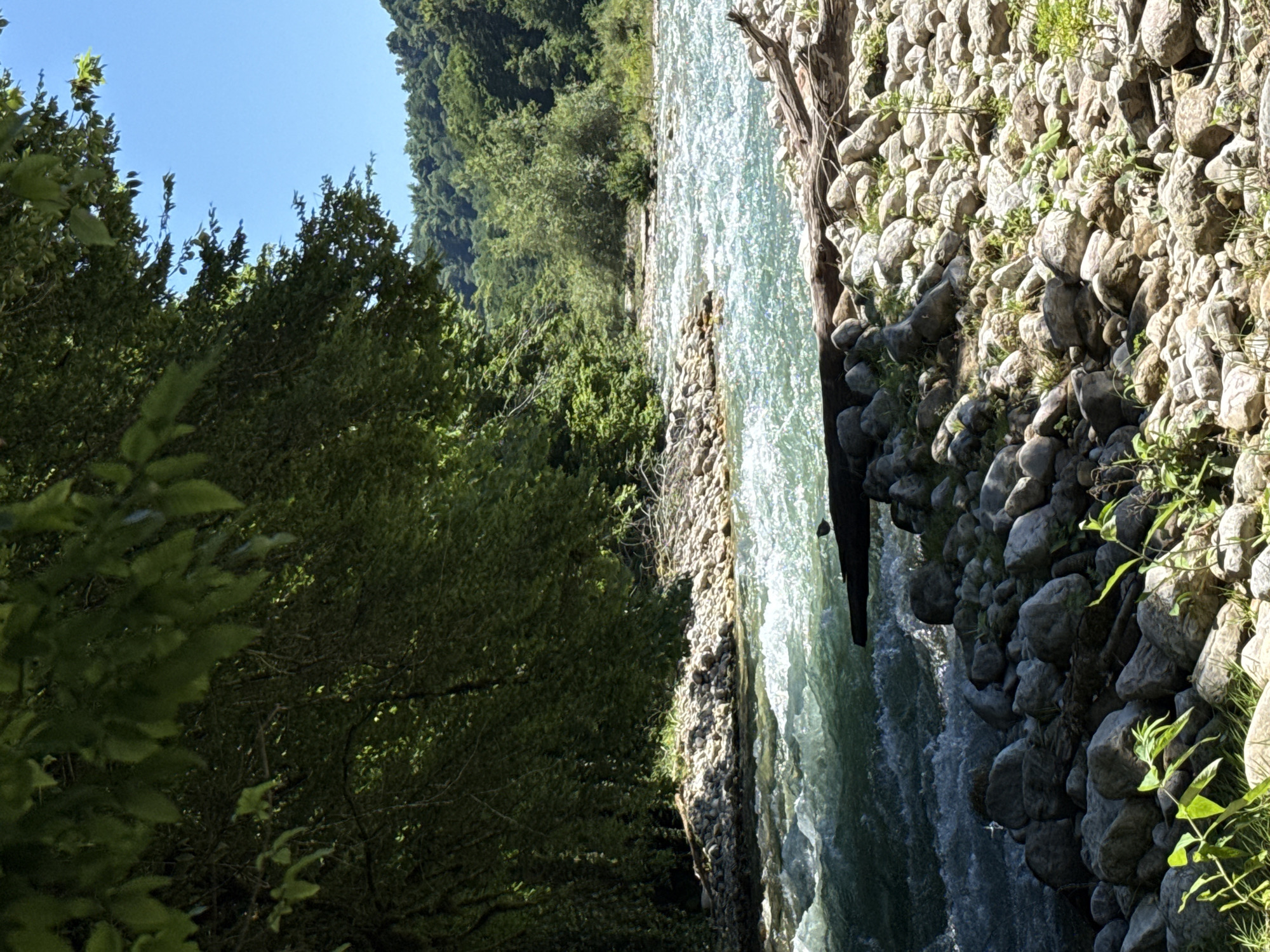 The image depicts a natural scene of a flowing riverbank. The river is a prominent subject, characterized by its clear, turquoise water with visible ripples and currents, suggesting a fast flow. On the right side of the river, a rocky bank is densely covered with various sizes of grey and beige stones, interspersed with patches of green grass and small plants. A weathered, dark piece of driftwood lies partially submerged along the edge of the water, adding a rustic element to the scene.
To the left of the river, a lush green forest dominates the landscape. The trees are dense and leafy, with a variety of shades of green indicating different species and growth. The forest extends up a hillside, creating a backdrop of natural wilderness. The sky above is a clear, bright blue, hinting at a sunny day.
The perspective of the image is a vertical shot, looking down and across the river. The lighting suggests it is daytime, likely mid-morning or afternoon, given the bright sunlight casting shadows and highlighting textures. The overall mood of the scene is tranquil and serene, evoking a sense of natural beauty and untouched wilderness. There are no visible people or man-made structures, reinforcing the impression of a remote and natural environment. The location cues, such as the mountainous terrain suggested by the hillside and the type of vegetation, are consistent with a mountain river setting.
