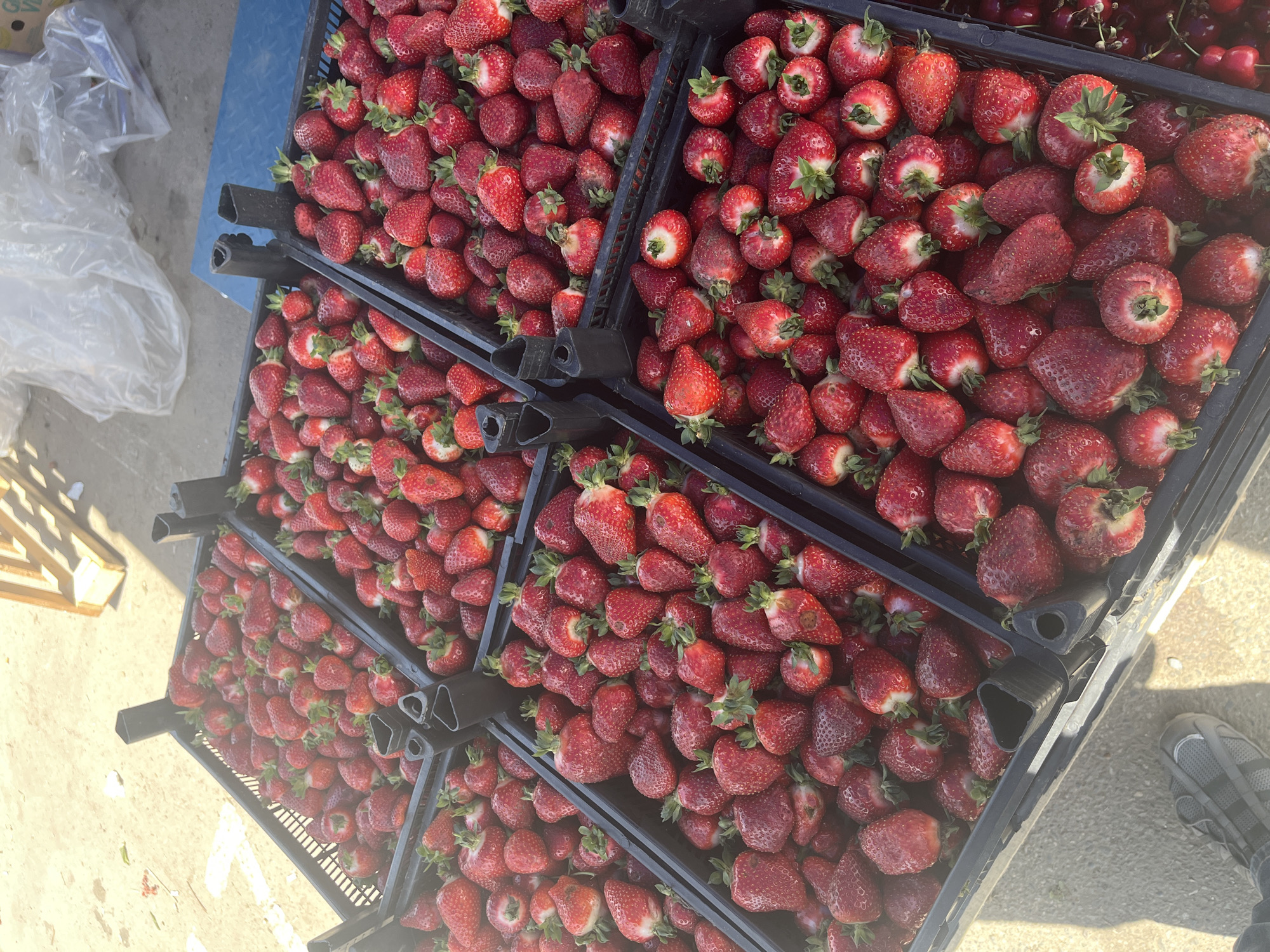 This overhead shot captures a vibrant display of fresh, ripe strawberries at an outdoor market in Krasnodar, Russia. Numerous black plastic crates are densely packed with bright red strawberries, many still bearing their green calyxes. The crates are stacked, creating multiple levels of the abundant fruit. The strawberries appear mostly fresh, though some show minor natural imperfections.
The setting indicates an open-air market, with the crates resting on a concrete ground. To the left, a translucent plastic bag lies beside a blue mat or tarp, and part of a wooden crate is visible in the background. Bright, natural sunlight illuminates the scene, casting subtle shadows and suggesting a clear, sunny day.
At the bottom right of the frame, a person's foot, wearing a grey shoe or sandal, is partially visible, indicating the presence of a customer or vendor nearby. In the upper right corner, another crate containing darker berries, possibly cherries, can be faintly discerned. The overall image conveys a lively market atmosphere, highlighting the freshness and seasonal abundance of the produce. No visible text is present.