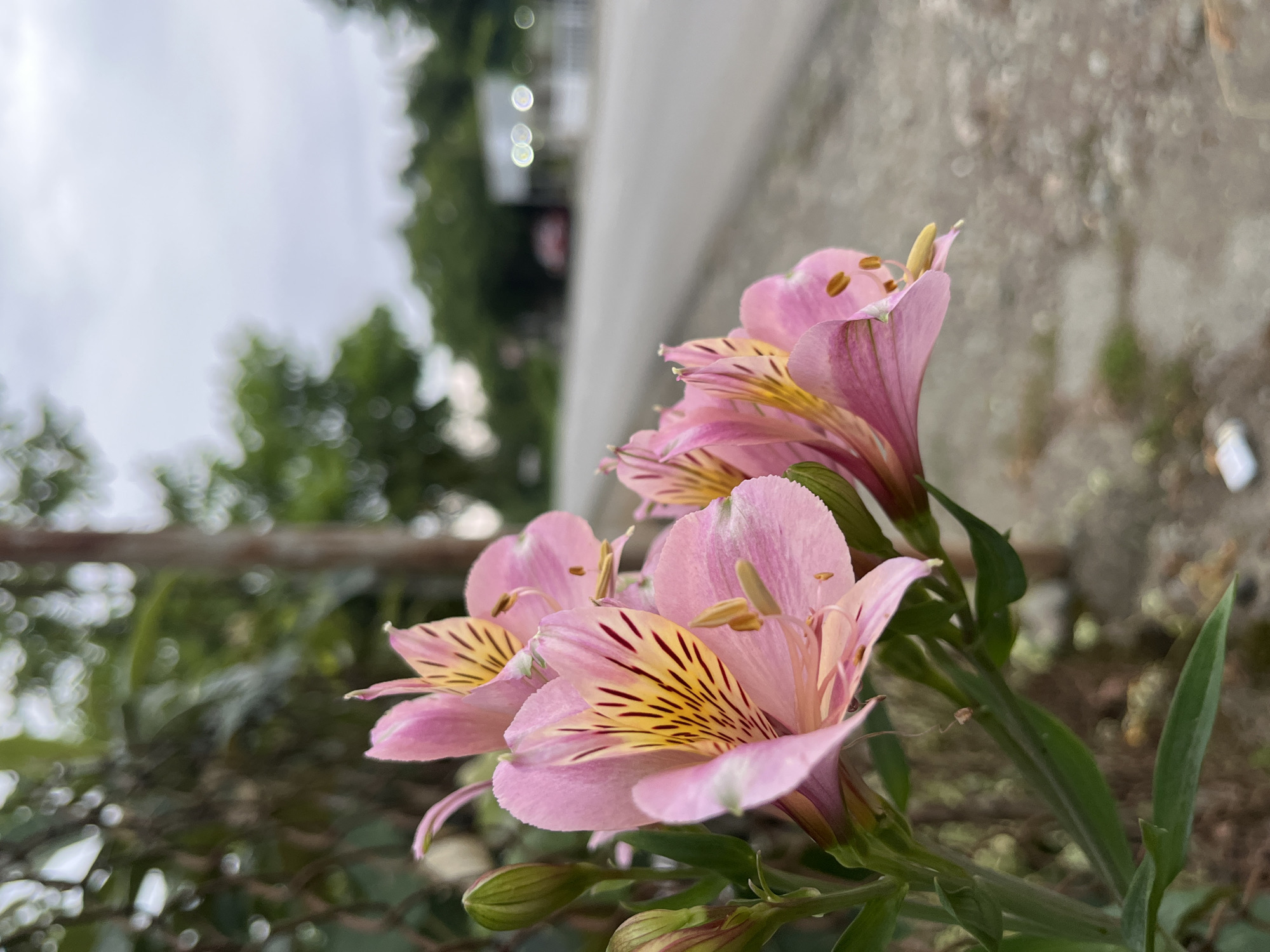 In the foreground, a cluster of pink alstroemeria flowers with yellow and dark red markings are in focus, with several unopened buds also visible. The flowers are positioned on the left side of the image, with their stems and leaves extending downwards. A wire fence runs behind the flowers, partially obscuring the background. The background transitions to a blurred scene of a paved road with indistinct lights and trees lining its edges, suggesting an outdoor setting along a roadway. The sky above is overcast. The location is identified as a community in the Ghrmaĝelis Themi, Georgia.