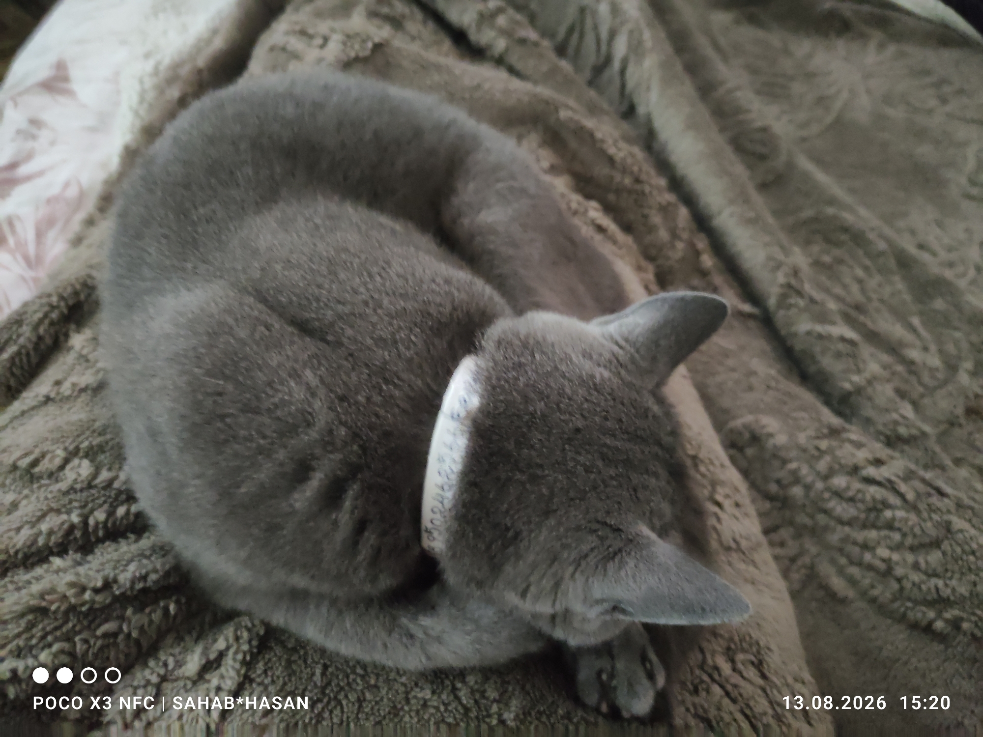 A gray cat is curled up on a brown, fuzzy blanket. The cat is facing to the right, with its head tucked in. It appears to be sleeping. There is a white tag around the cat's neck with some writing on it that is illegible. In the lower left corner, there is a watermark that reads "POCO X3 NFC | SAHAB*HASAN". In the lower right corner, there is a date and time stamp that reads "13.08.2026 15:20". The environment appears to be indoors, possibly a bedroom or living room. There are no other people or animals visible in the image. The city of Kostroma, Russia is not mentioned or depicted in the image.
