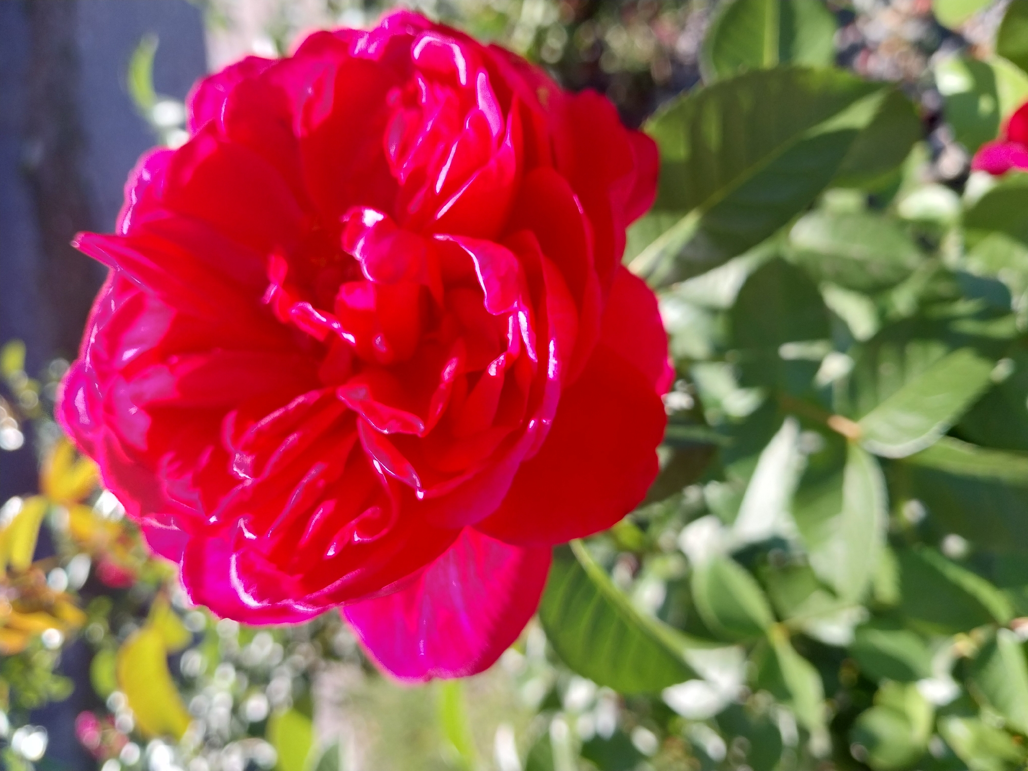 A close-up, vertical shot captures a vibrant red rose in full bloom, its petals ruffled and velvety, catching the sunlight and creating highlights. The rose is the primary subject, positioned slightly off-center to the right. The background is softly blurred, revealing a backdrop of green foliage and hints of yellow and pink flowers, suggesting a garden setting. The overall impression is one of natural beauty and tranquility. The image is taken outdoors, likely in a garden or park, under bright daylight conditions. There are no people visible in the image, and no discernible urban elements are present, making it difficult to pinpoint a specific location within the city of Doslidne, Ukraine, other than it being an outdoor green space.