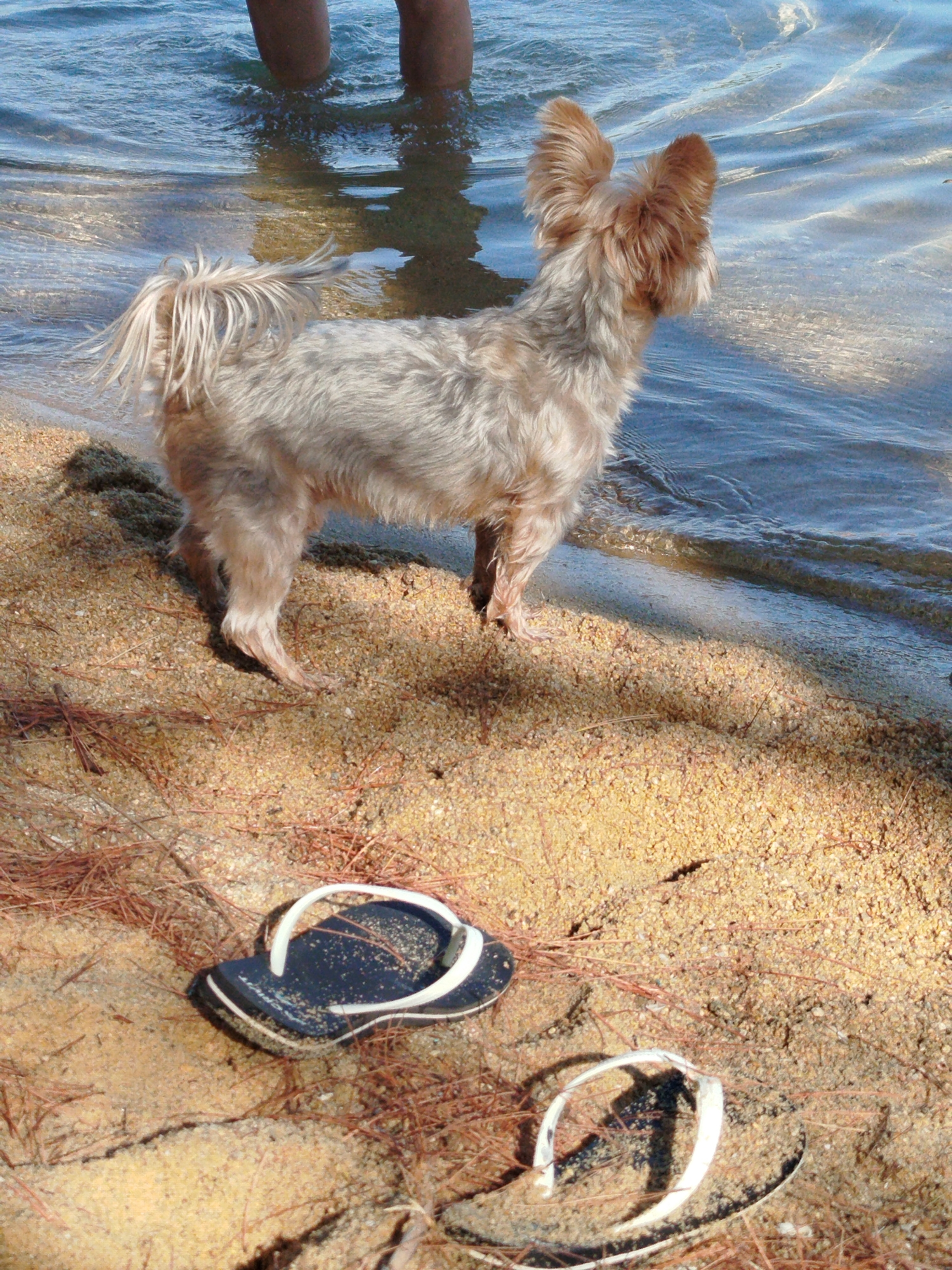 A light brown, small-breed dog stands on a sandy beach, facing the water. The dog has long, shaggy fur and large ears. Two pairs of flip-flops are on the sand in the foreground, one pair is dark blue with white straps, and the other is white. In the background, two human legs are visible submerged in the clear blue water. The scene appears to be a sunny day at the beach, possibly in Sithonia Municipal Unit, Greece, given the typical sandy beaches and clear waters found in the region.