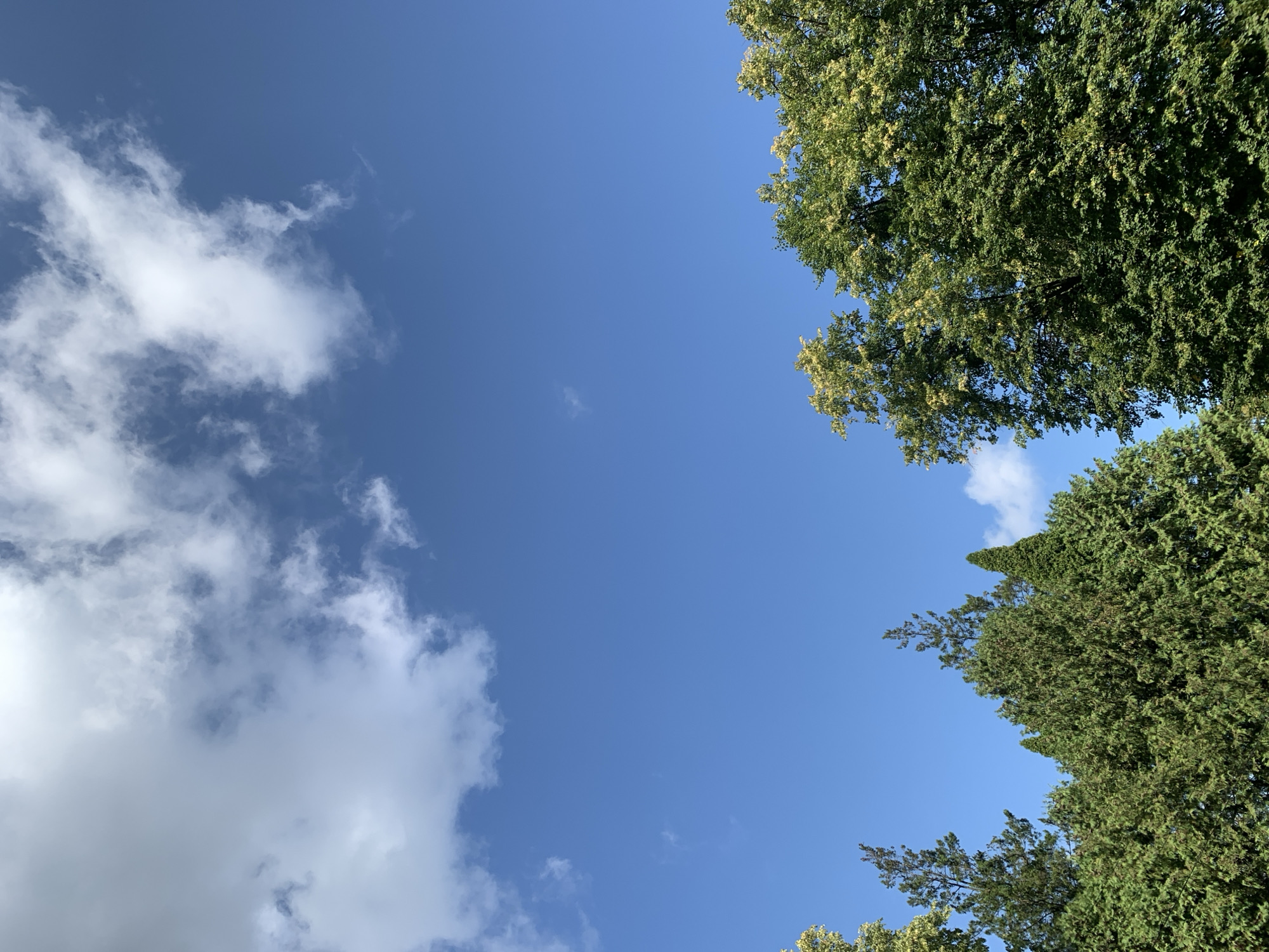 This image shows a clear blue sky with some scattered white clouds. The tops of several evergreen trees and deciduous trees are visible along the bottom edge of the frame. The trees are lush and green, suggesting a warm season. The photograph appears to be taken from a low angle, looking up at the sky and the tree canopy. The scene is natural and serene, with no signs of urban development or human activity. The specific location in Lviv, Ukraine cannot be determined from the image alone.
