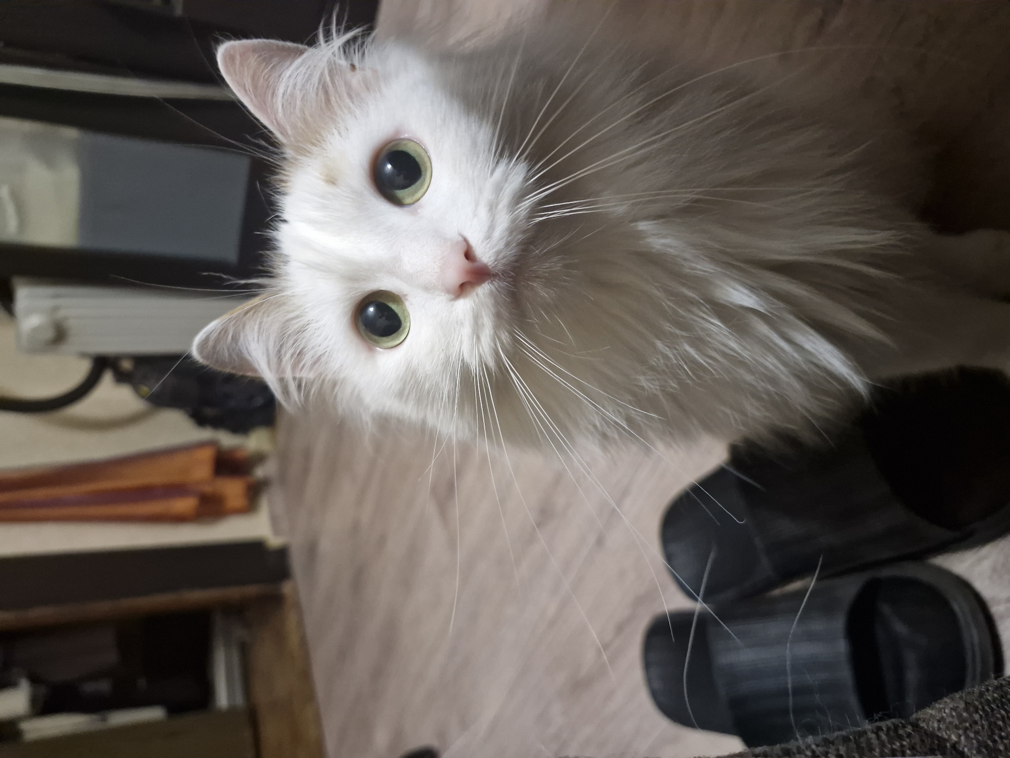 A medium, close-up, eye-level shot features a white, long-haired cat with green eyes and a pink nose. The cat is looking directly at the camera. The background is somewhat blurry, but includes a wooden floor, a dark object that appears to be a pair of shoes, and a dark electronic device. The location cannot be determined.