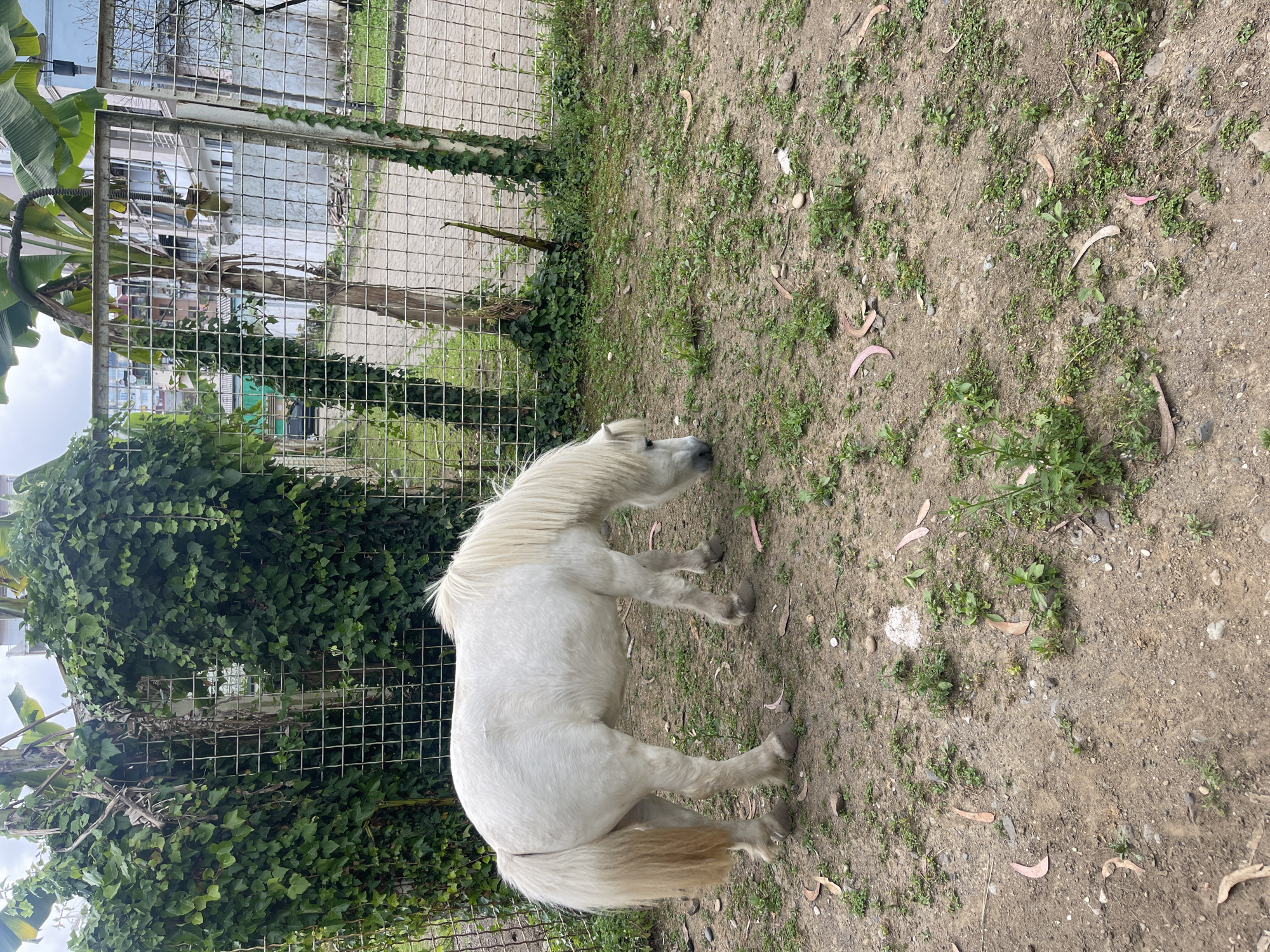 A white pony stands on a patch of dry, dusty ground covered with sparse green vegetation and fallen leaves. The pony is facing right, with its head lowered slightly as if grazing. Its mane and tail are long and light-colored, blending into its white coat. The pony is positioned in an outdoor enclosure, suggested by a wire mesh fence running horizontally across the left side of the image. Behind the fence, dense green ivy covers a structure, and in the distance, there are glimpses of buildings and trees, including banana trees with large leaves. The ground surface is predominantly brown soil with scattered small rocks and pebbles. The lighting suggests it is daytime, and the sky appears overcast. The scene is likely in Batumi, Georgia, given the presence of vegetation and architectural elements that might be characteristic of the region. There is no visible text in the image.