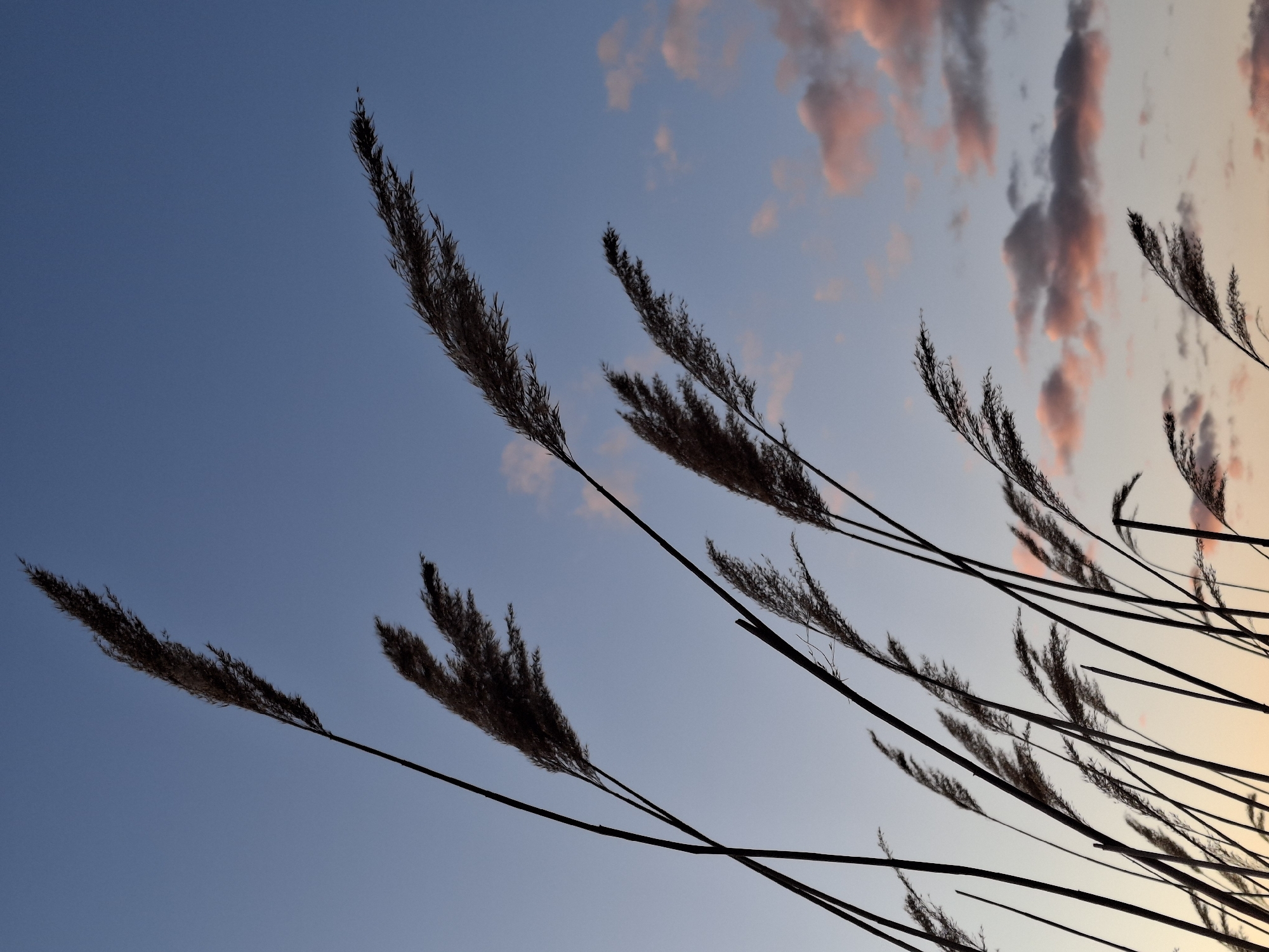 The image shows tall grasses silhouetted against a blue sky with pink-tinted clouds. The location, Plishkino, Russia, is only implied by the prompt. The grasses occupy the bottom right and center of the image. The sky transitions from blue in the upper left to a lighter hue near the horizon on the right side. Several stems are sharply defined against the sky.