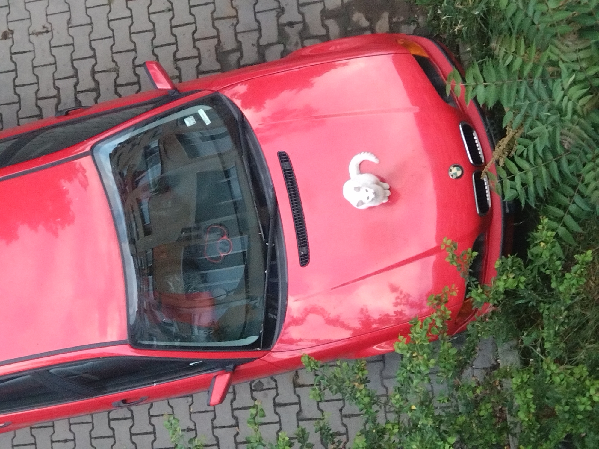 An overhead, high-angle shot captures a bright red car, identifiable as a BMW by the logo on its front grille, parked on grey interlocking paving stones. The car's front right corner is partially enveloped by dense green foliage, suggesting it is parked near a bush or tree.
A small, white, stylized cat figurine with a curled tail sits on the car's hood, positioned towards the passenger side. The red paintwork of the car is glossy, reflecting the diffuse light of what appears to be an overcast or partly cloudy daytime sky, along with reflections of the surrounding greenery and possibly distant buildings in its windows.
The car seems to be a two-door model. A black plastic vent is visible on the center of the hood. A white sticker is present on the windshield, but its text is illegible. The scene depicts a static, outdoor parking environment, possibly in a residential area of Stara Zagora, Bulgaria. No individuals are present, and no specific activity is taking place beyond the car being parked.