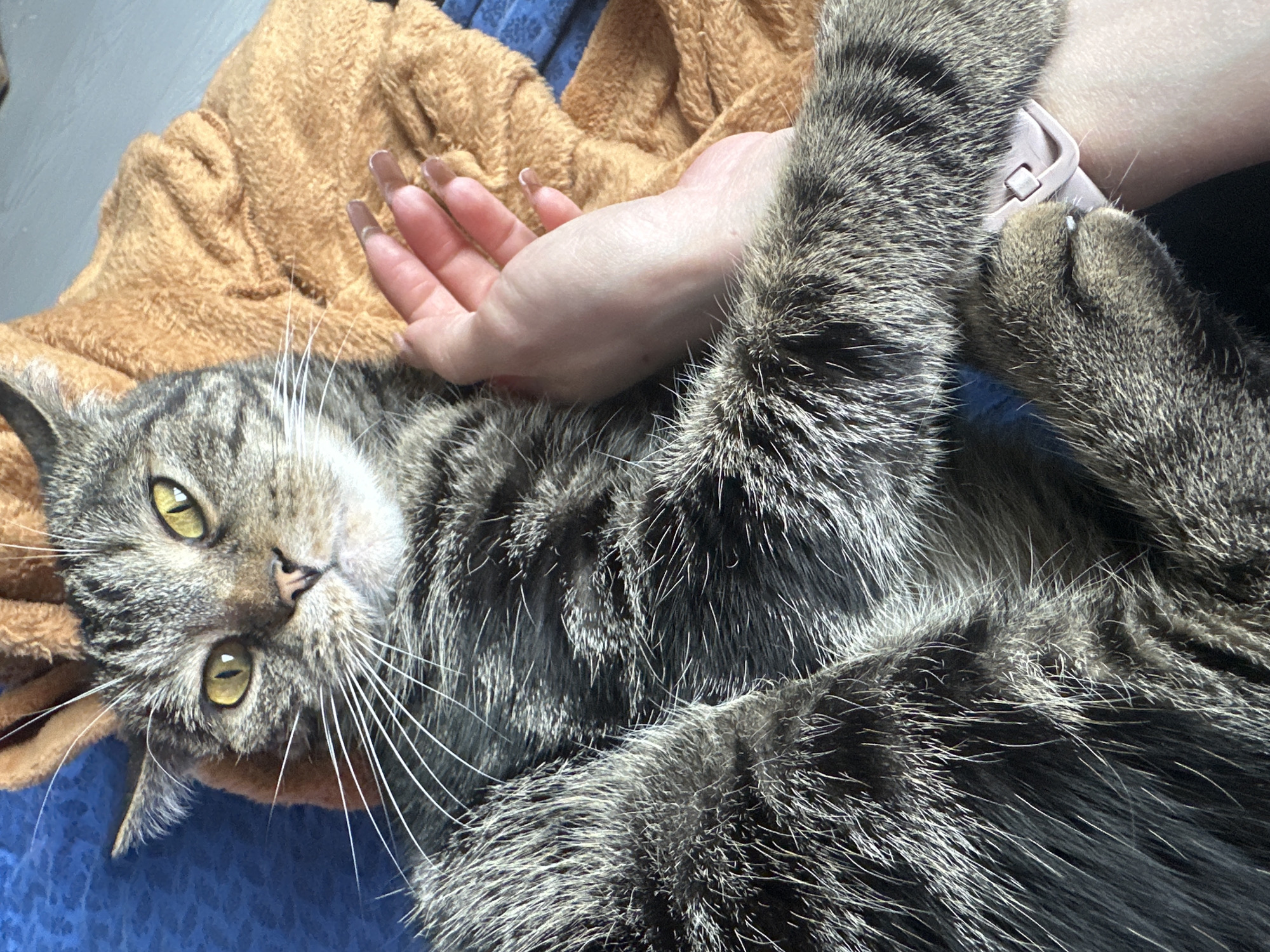 A tabby cat lies on its back, its paws and body overlapping a person's hand. The cat's fur is primarily grey and black, with some lighter stripes on its face. It has yellow eyes and white whiskers. The person's hand rests on the cat's chest, and a pink wristwatch is visible on the wrist. The cat and the hand are on top of brown and blue soft materials. The location of Stavropol, Russia, is not evident from the image.