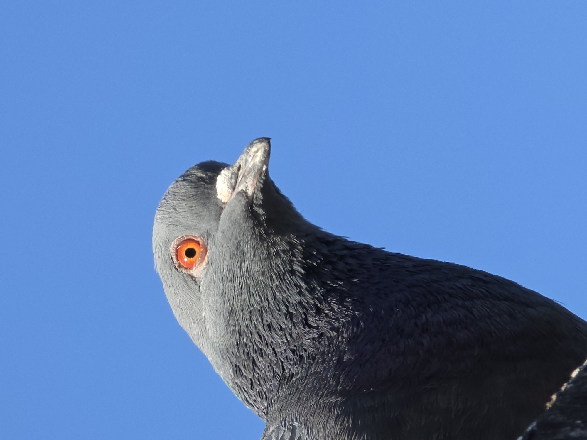 A close-up shot focuses on a pigeon with vibrant orange eyes. The pigeon's head is turned upward, its beak slightly open. The feathers are predominantly grey, with subtle variations in shade. The background is a clear, uniform blue sky. The image does not show any indication of being specifically in Warsaw, Poland; the setting could be any urban environment where pigeons are common.