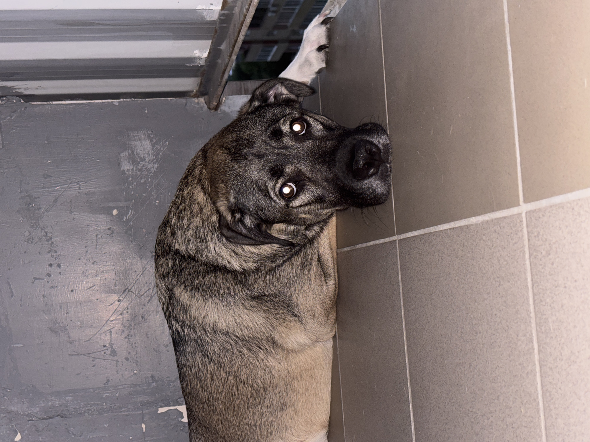 The image shows a large dog lying on a tiled floor indoors, with its head resting near a balcony railing. The dog appears to be a mixed breed with a brindle coat and light-colored eyes. The background includes a gray, textured wall and a portion of a building visible through the railing. The scene is lit by artificial light, creating bright reflections in the dog's eyes. No specific details place this scene in Omsk, Russia.