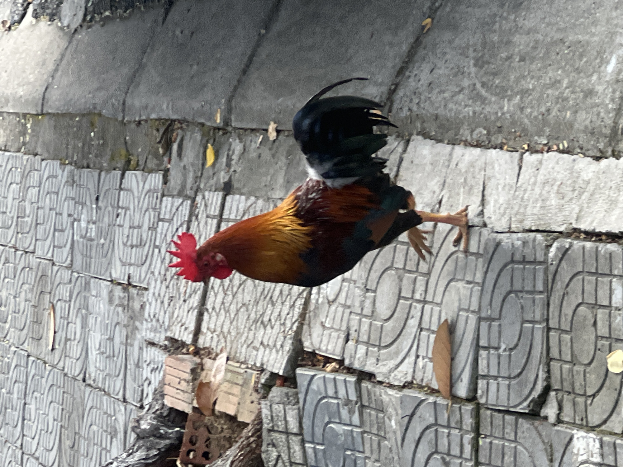 The image shows a rooster standing on a patterned concrete pathway in what appears to be an outdoor urban setting. The rooster has a distinctive red comb and wattle, and its plumage is a mix of brown, gold, and black. It is facing to the right, with its left leg slightly forward.
The pathway is made of interlocking concrete tiles with a curved, repeating pattern. To the left of the pathway, there are some scattered brown leaves and what looks like broken bricks or debris. To the right of the pathway, there is a darker, rougher surface that could be asphalt or another type of pavement. There are also a few scattered yellow and brown leaves on both surfaces. The lighting suggests it is daytime, possibly overcast or late afternoon, with soft shadows. The overall impression is a common sight in a Vietnamese city like Đà Nẵng, where free-roaming chickens and roosters are often found in urban and suburban areas.