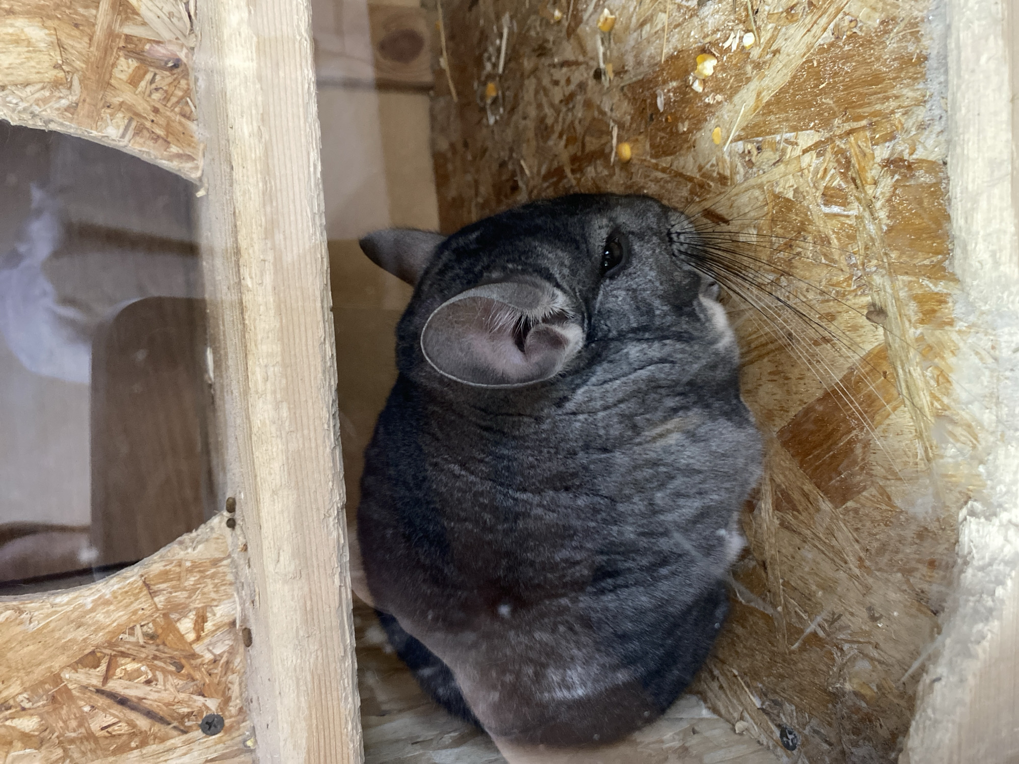 A gray chinchilla is perched inside a wooden structure, possibly a cage or enclosure, made of oriented strand board (OSB). The chinchilla is positioned upright, with its ear visible and its whiskers extending towards the right side of the frame. The wooden structure appears to be partially enclosed, with one side featuring a window-like opening. There are specks of debris, possibly food particles or wood shavings, scattered on the OSB surface behind the chinchilla. The structure is located indoors.