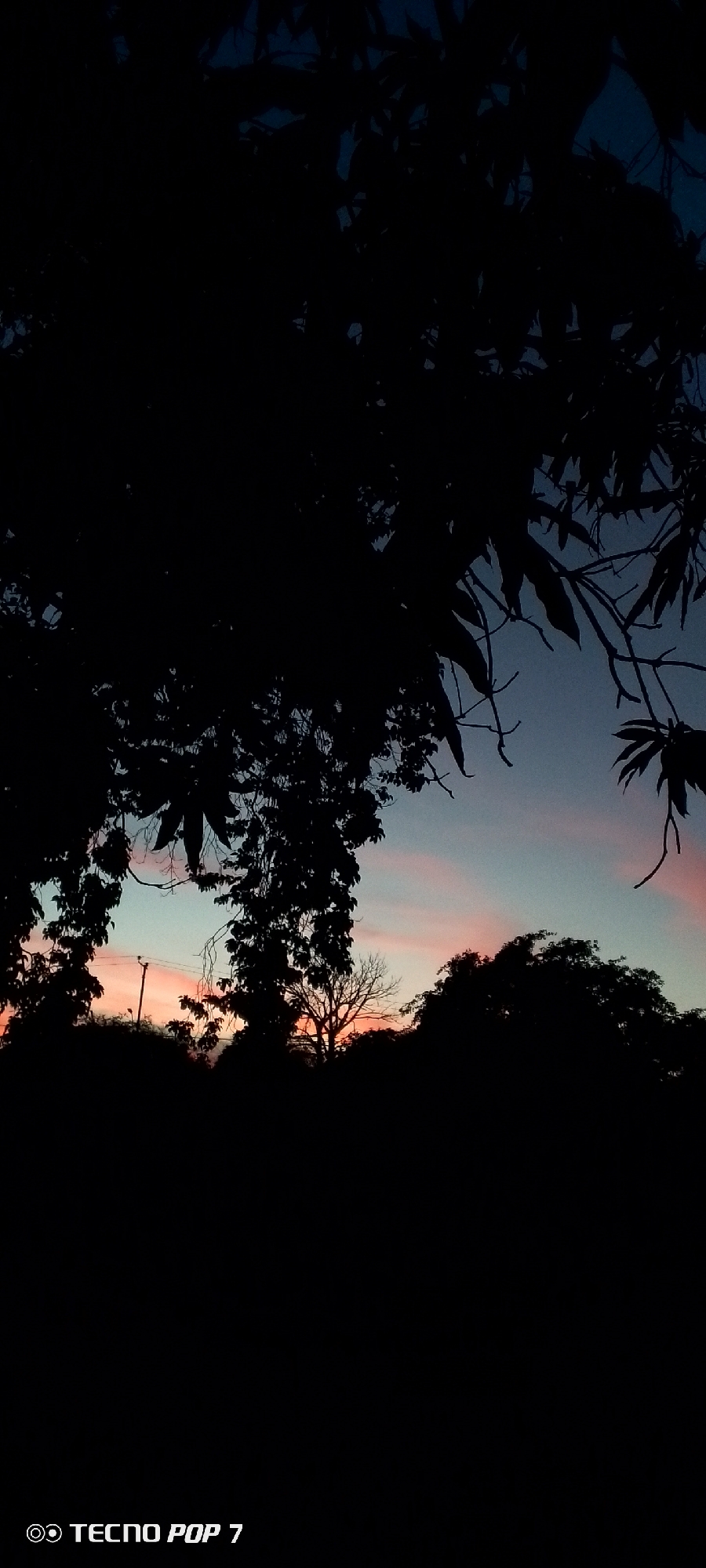 The image captures a silhouette of trees against a dusky sky, indicative of dusk or dawn. The sky displays a gradient of blues and soft pinks, suggesting the presence of clouds. The foreground is dominated by dark silhouettes of foliage and branches. In the lower left corner, a watermark reads "TECNO POP 7". The overall scene is devoid of human presence or identifiable urban elements, making it impossible to ascertain its specific location within Altagracia, Venezuela, based solely on the visual information provided.