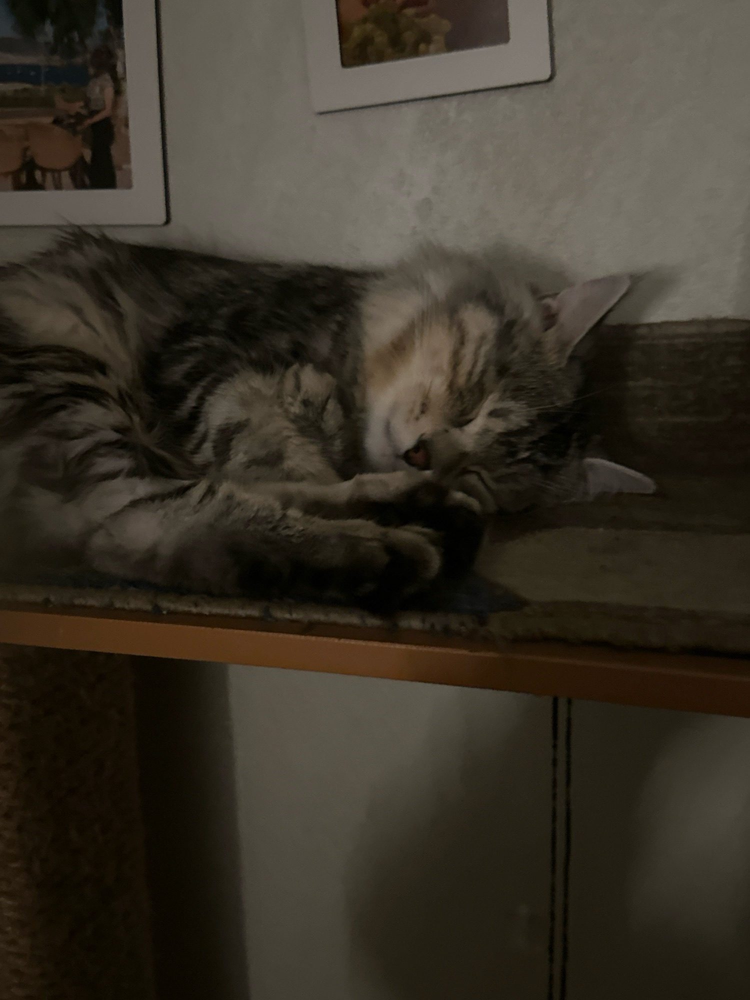 A domestic shorthair cat is sleeping soundly on a shelf. The cat is a mix of brown and grey tabby markings with a fluffy tail. It is curled up in a tight ball, with its paws tucked under its head. The shelf appears to be part of a cat tree, covered in a soft, carpet-like material. In the background, there are two framed pictures hanging on a wall. One picture shows a scene with people and tables, while the other is partially visible and appears to be a colorful landscape. The lighting in the room is dim, suggesting it might be evening or nighttime.