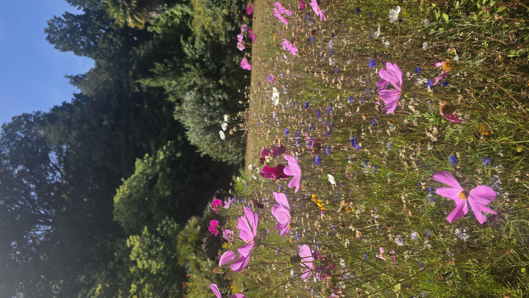 The image shows a close-up of a wildflower meadow in St Leonards, United Kingdom, bathed in bright sunlight under a clear blue sky. The foreground is dominated by various flowers, with prominent pink cosmos blooms taking center stage. These are interspersed with smaller blue cornflowers, white daisies, and yellow wildflowers, creating a vibrant tapestry of color and texture. Tall green grasses and thin stems fill the gaps between the flowers. In the background, the meadow transitions into a park-like setting with lush green trees and bushes, suggesting an outdoor recreational area. The overall impression is one of a serene and natural landscape within an urban environment.