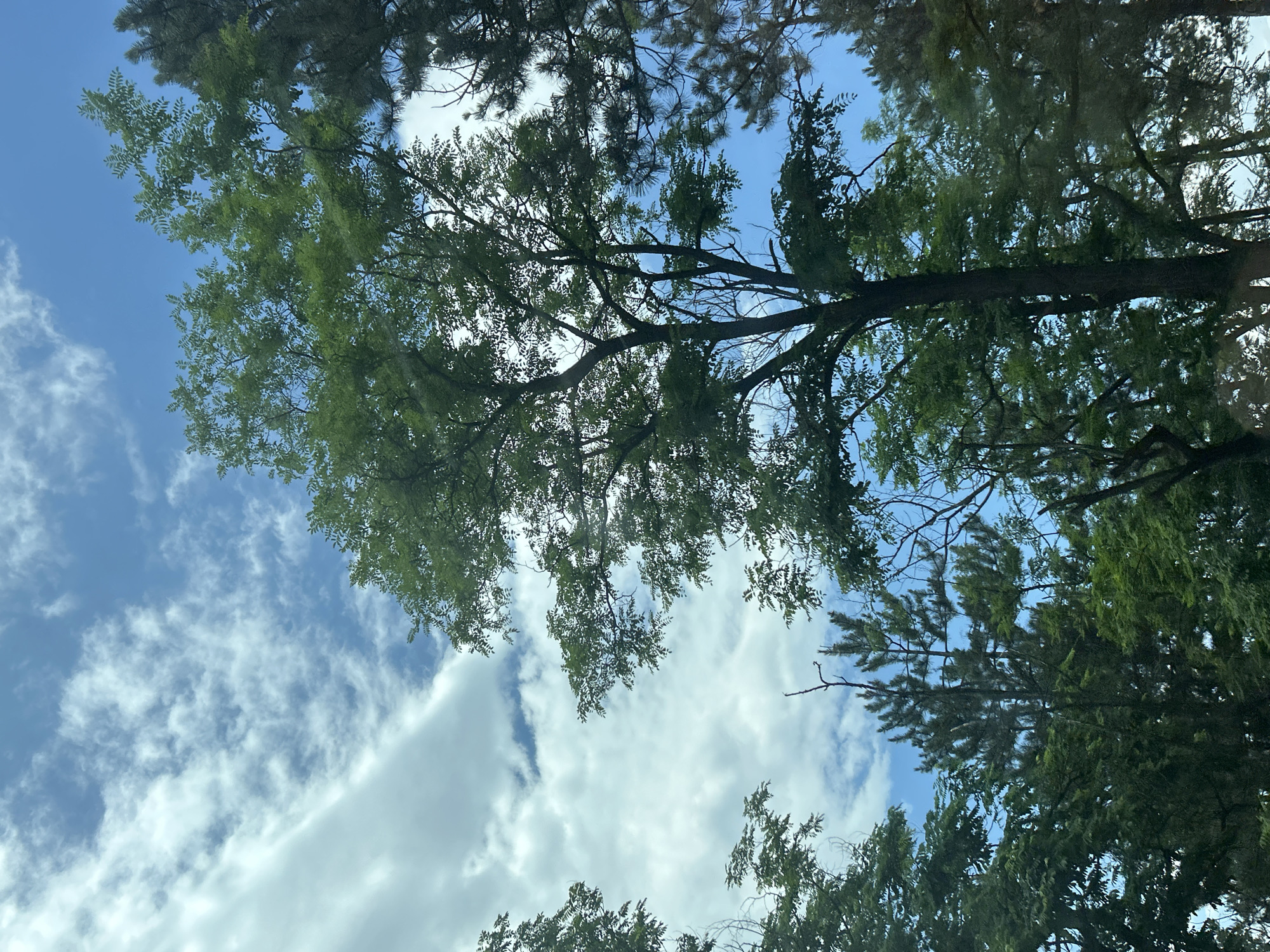 The image depicts an upward view into a natural environment in Gorno Varshilo, Bulgaria, dominated by a partially cloudy sky and a dense canopy of trees. The sky features patches of clear blue interspersed with scattered white clouds, which vary in density from thin, wispy formations to more substantial cumulus clouds. The foliage consists of a mix of deciduous trees, characterized by bright green, broad leaves and visible branch structures, particularly prominent in the center and left, and coniferous trees with darker, needle-like foliage, visible along the right edge and in the lower-central portion. The central deciduous tree displays a robust trunk and numerous branches extending upwards, heavily laden with leaves. Portions of bare branches, possibly deadwood, are visible among the green canopy, notably in the lower-middle and upper-right. Bright daylight illuminates the scene, casting varied shadows within the tree canopy but no distinct cast shadows on the ground due to the upward perspective. No people, animals, man-made structures, or discernible actions are present in the frame.