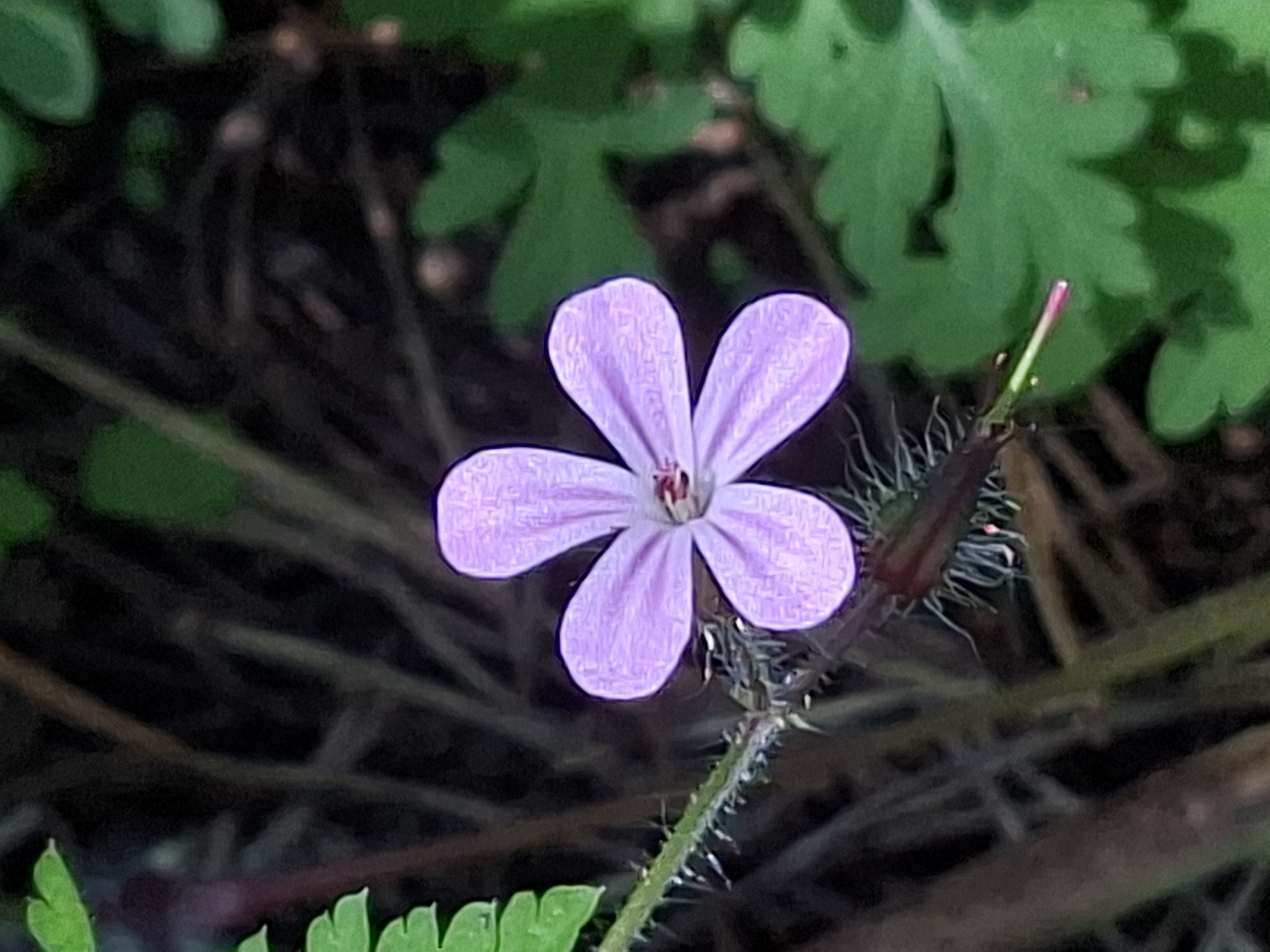 A single, five-petaled, light purple flower is in focus against a blurred background of dark brown stems and green leaves. The flower has a darker reddish-pink center. The stem supporting the flower is thin and covered in fine, white hairs. The environment appears to be a natural setting, possibly a park or garden, and is not specific to Alytus, Lithuania.
