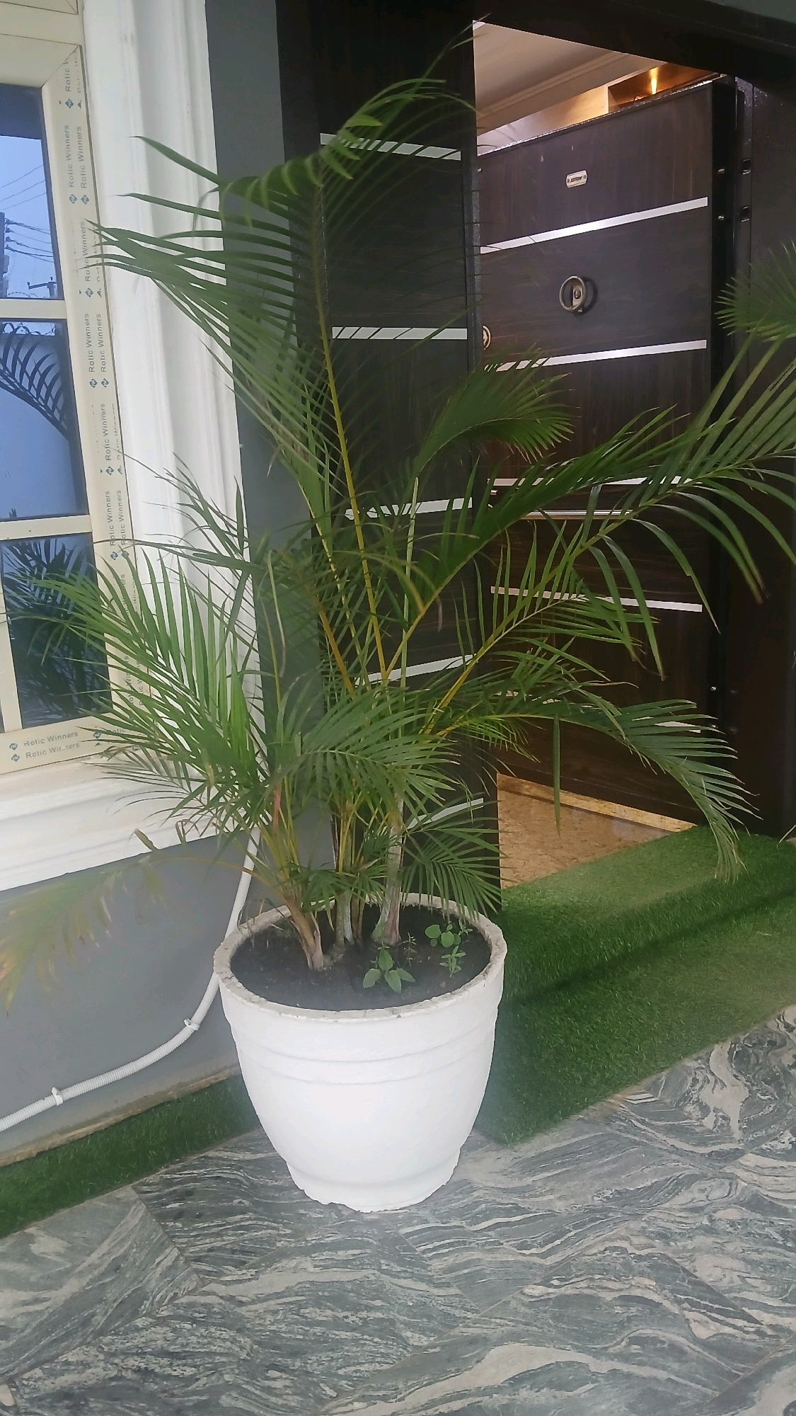 A medium shot captures a potted palm plant positioned on a marble-patterned floor in front of a dark brown double door. The plant, housed in a large white pot, exhibits lush green fronds and yellowing stems. To the left of the plant, a white window frame with decorative molding is visible, reflecting a pale blue sky and the outline of palm trees. A white electrical conduit runs along the base of the wall. To the right of the plant, a set of green artificial turf stairs ascends towards the doorway, which features horizontal silver accents and circular metal handles. The scene is likely an exterior shot of a residential property in Gura Top, Nigeria, possibly near the entrance.