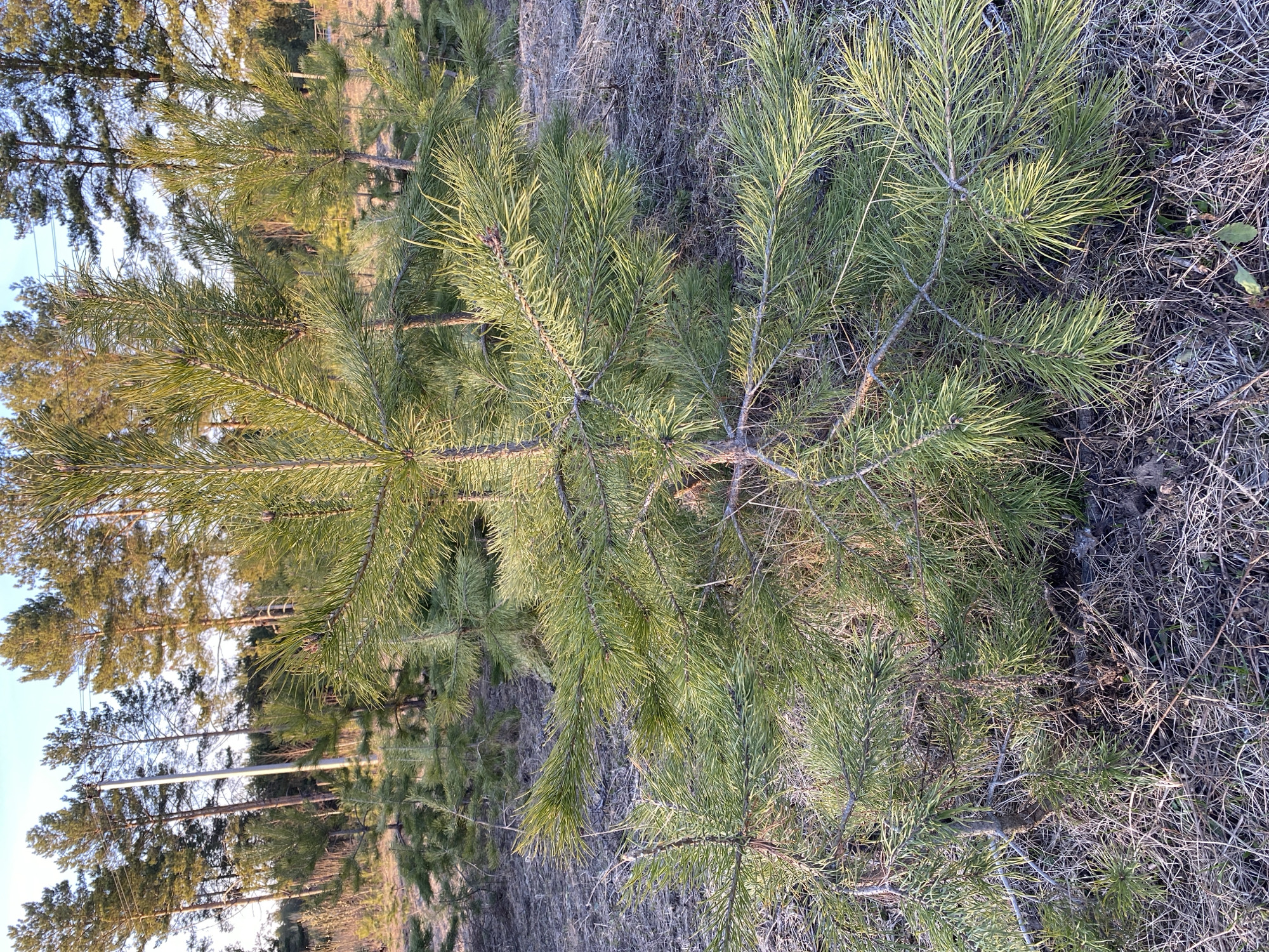 The image captures a sunlit natural scene, likely a pine forest or plantation, in Chaikovsky, Russia. The foreground is dominated by the branches and bright green needles of a young pine tree, appearing vibrant under the golden light. The ground is covered with dry, light brown grass, dead foliage, and fallen needles, indicating a natural and somewhat wild setting.
In the midground, several other young pine trees are visible, some standing upright, their green needles catching the warm light. Further back, a dense line of taller, more mature pine trees forms the backdrop. The lighting suggests either early morning or late afternoon, as the sun casts long shadows and illuminates the pine needles with a golden hue, creating a sense of depth and peacefulness.
Faintly visible in the far background, nestled among the distant trees, are utility poles with power lines, indicating the presence of human infrastructure bordering this natural area. The sky above is a clear, light blue. There are no people or explicit activities taking place, and no visible text. The overall atmosphere is serene and natural.