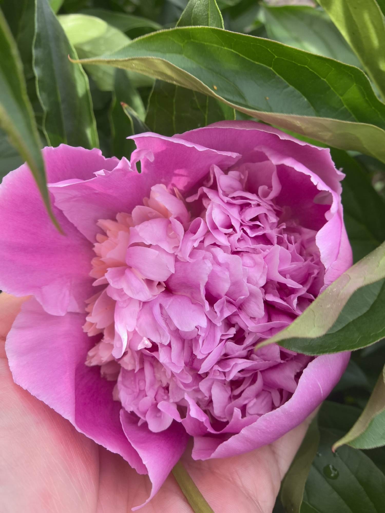 A vibrant, partially opened pink peony flower is the central subject of the image, cradled gently by a person's hand. The flower displays numerous ruffled petals, with colors ranging from a deeper magenta on the broad outer petals to lighter, blush pinks and even hints of peach in the densely packed, intricate center. Several small water droplets are visible on the inner petals, suggesting recent rain or dew.
A light-skinned hand supports the lower-left section of the flower. The palm and part of the thumb are visible, subtly reflecting some of the flower's pink tones. The surrounding environment consists of lush green leaves, likely belonging to the peony plant, which frame the flower from the top and right sides. These leaves show natural venation and varying shades of green, with some areas highlighted by bright natural light and others in soft shadow, indicating a daytime setting.
The activity depicted is the gentle holding and likely admiration of the blooming peony. The scene conveys a sense of tranquility and appreciation for natural beauty. The fresh appearance of the flower and the water droplets suggest a pleasant, possibly humid or post-rain atmosphere in an outdoor garden or natural setting. No text is visible in the image. This serene moment takes place in Noviy, Russia.