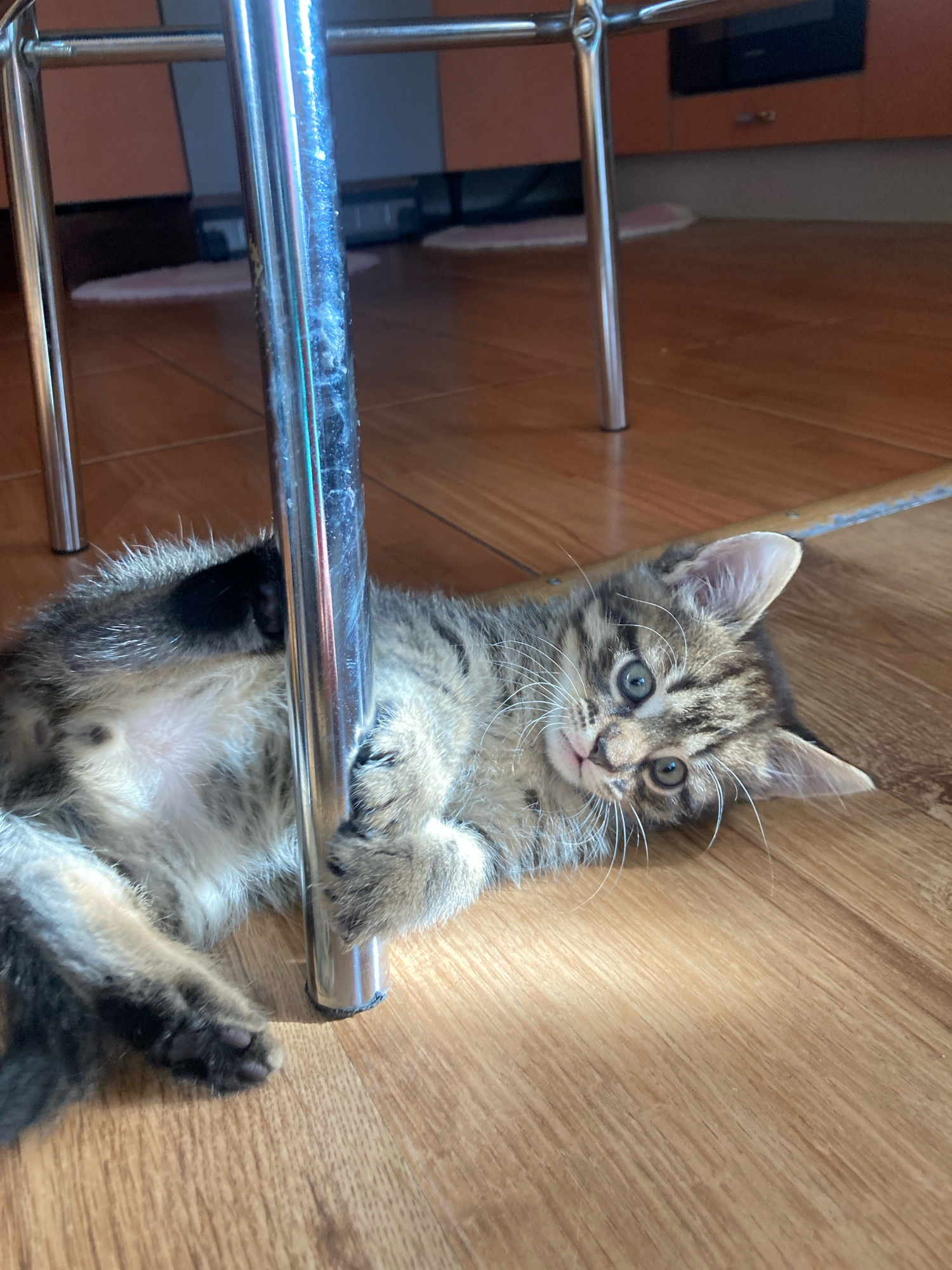 A tabby kitten is lying on a wooden floor next to a chrome table leg. The kitten is on its side, with its paws resting on the table leg. The kitten's eyes are open, and it is looking at the camera. The floor is light brown and appears to be made of wood planks. There is a shadow cast on the floor from the table leg, indicating light coming from the right side of the image. The background is blurred, but suggests a kitchen or dining area with cabinets and what appears to be another chrome table leg. The location is in Матыкальскі сельскі Савет, Belarus.