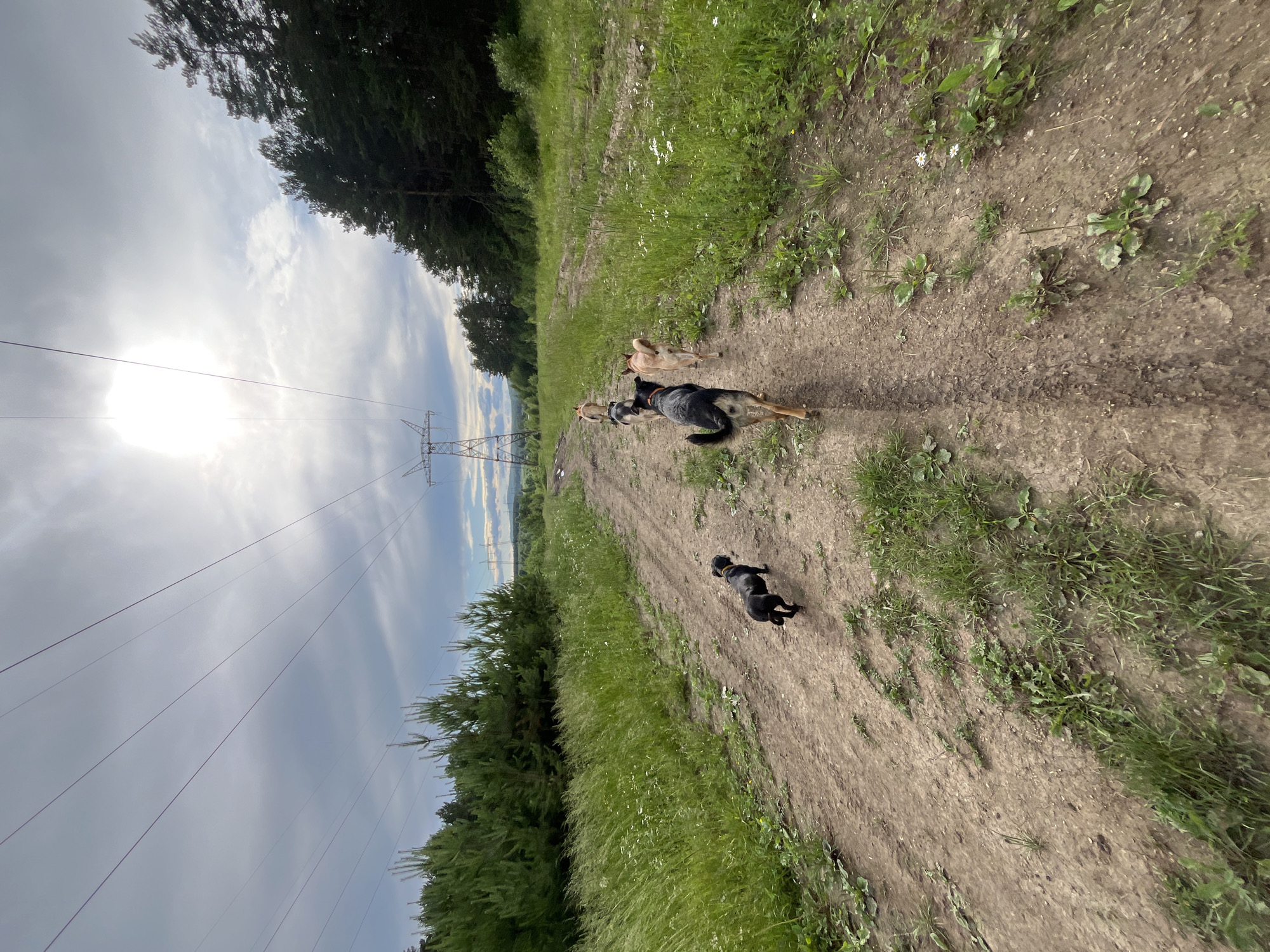The image shows a dirt road with a group of dogs walking away from the camera. The road is lined with tall grass and trees. In the background, there are power lines and a transmission tower. The sky is cloudy with the sun shining through. There are no people visible in the image. The location is not specified in the image.