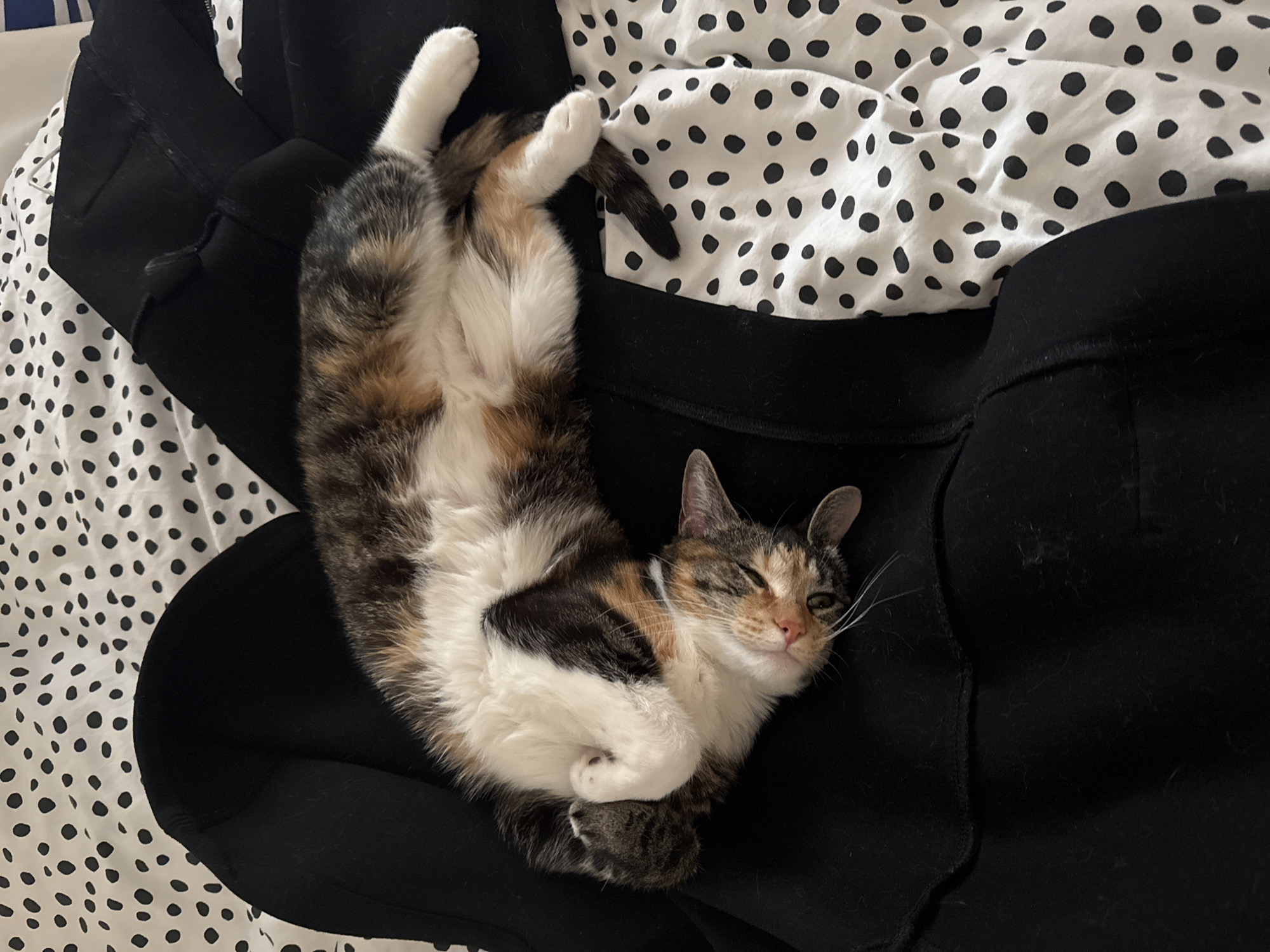 A calico cat is lying on its back on a black garment, possibly clothing, which is on top of a white bedsheet with black polka dots. The cat's legs are in the air, and its paws are crossed. The cat appears to be looking at the camera with one eye partially closed. The location is not identifiable as Paris, France from the image.