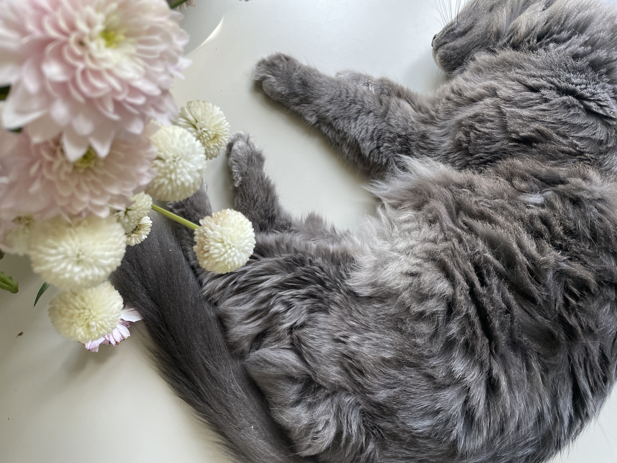 The image shows a gray, long-haired cat lying next to a bouquet of pink and white flowers on a white surface. The cat is curled up, with its tail extending towards the flowers. Part of the cat's face is visible, showing some whiskers. The cat's paws are visible near the top of the frame. The flowers are a mix of pink chrysanthemums and small, round, white flowers. No people are visible in the image. The location is not definitively discernible as Boreti, Montenegro from the image.