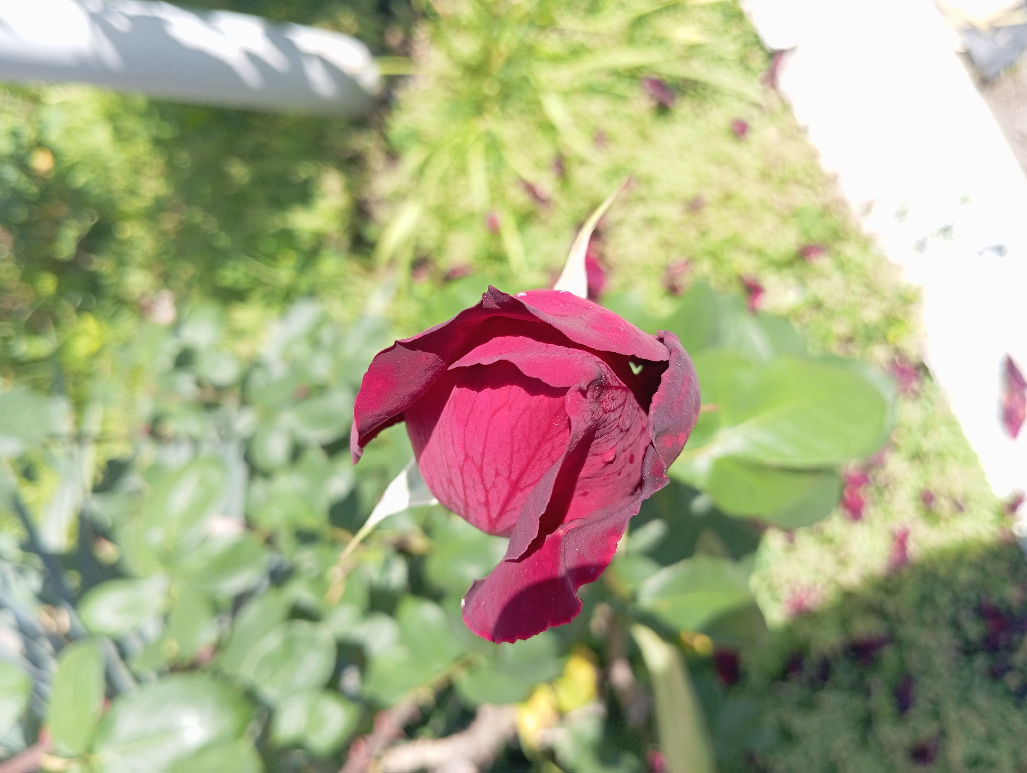 In Peredovaya, Russia, a single, deep red rosebud is captured in a close-up shot. The rose is partially unfurled, revealing its velvety petals, with hints of darker, almost black edges. The flower is positioned in the upper right quadrant of the frame, against a softly blurred background of lush green foliage. Sunlight dapples the scene, casting shadows and highlighting the delicate textures of the rose. The ground below the rose appears to be covered with scattered, fallen petals, suggesting it is either late in the rose's blooming cycle or a recent wind has disturbed the plant. To the right of the rose, a portion of a light-colored, cylindrical object, possibly a fence post or a part of a structure, is visible. The overall impression is one of natural beauty and tranquility within an outdoor setting.