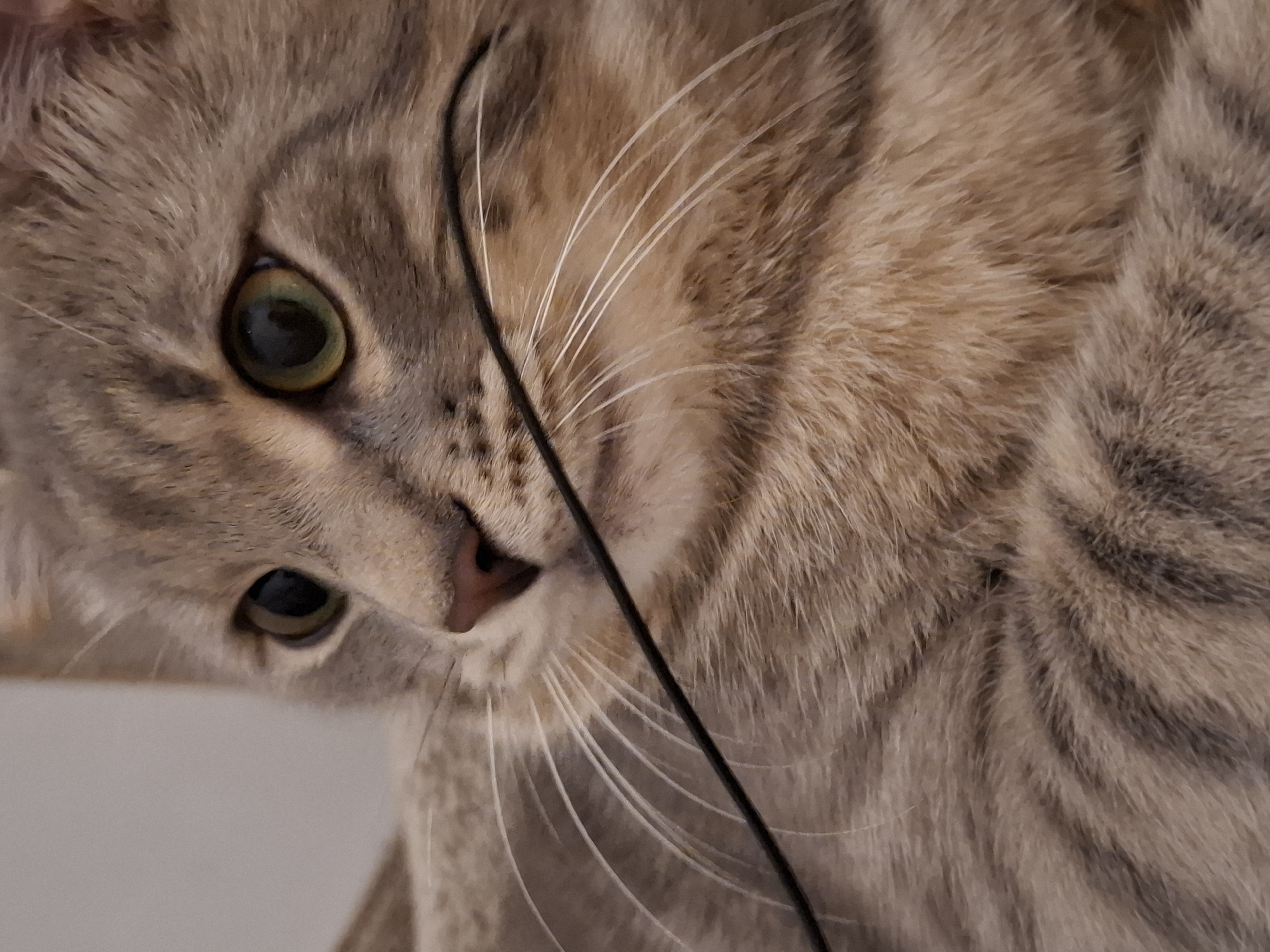 This is a close-up photograph of a tabby cat's face and upper body. The cat has green eyes and its fur is a mixture of gray and brown stripes. A thin black string or cord is visible in the foreground, partially obscuring the cat's whiskers and muzzle. The background is out of focus and appears to be a light-colored wall or surface. There is no information available to determine the specific location in Zemun Urban Municipality, Serbia.
