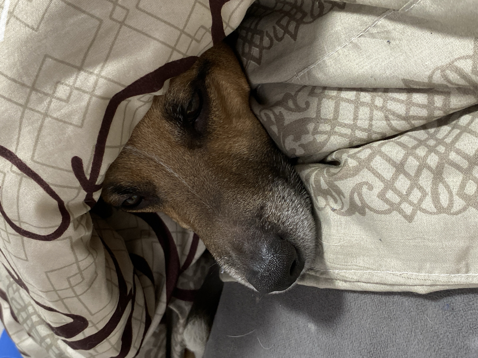 A close-up shot shows a dog lying under patterned blankets. The dog has brown and tan fur and a black nose. The blankets have a beige background with geometric and swirling patterns in brown and gray. A portion of the gray surface is visible. The location in the city of Noviy, Russia is not possible to determine from the image.