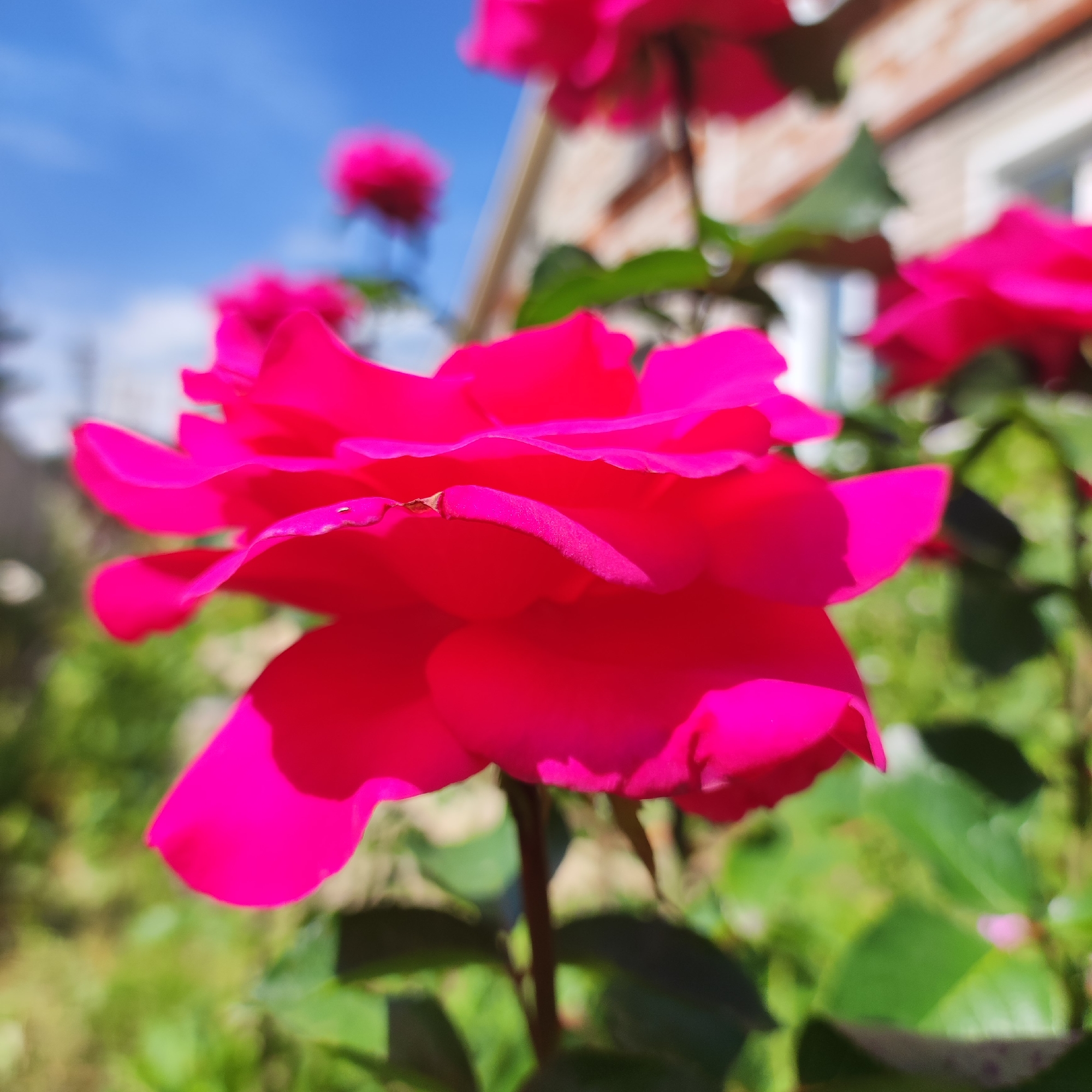 A close-up, low-angle shot captures a vibrant, fuchsia-pink rose in sharp focus, its petals unfurling in the foreground. The rose is the primary subject, with its velvety texture and rich color dominating the frame. Behind it, other pink roses are visible, slightly out of focus, adding depth to the composition. In the background, a brick building with white trim suggests a residential setting, possibly a house. A bright blue sky with hints of white clouds is visible above, indicating fair weather. Lush green foliage and stems fill the lower and middle sections of the image, framing the roses. The lighting suggests it is daytime, likely late morning or early afternoon, given the clear sky and the way the sunlight illuminates the petals and creates shadows. The overall scene evokes a sense of natural beauty and a peaceful outdoor environment. There is no visible text in the image. The setting appears to be a garden in Navoloki, Russia.