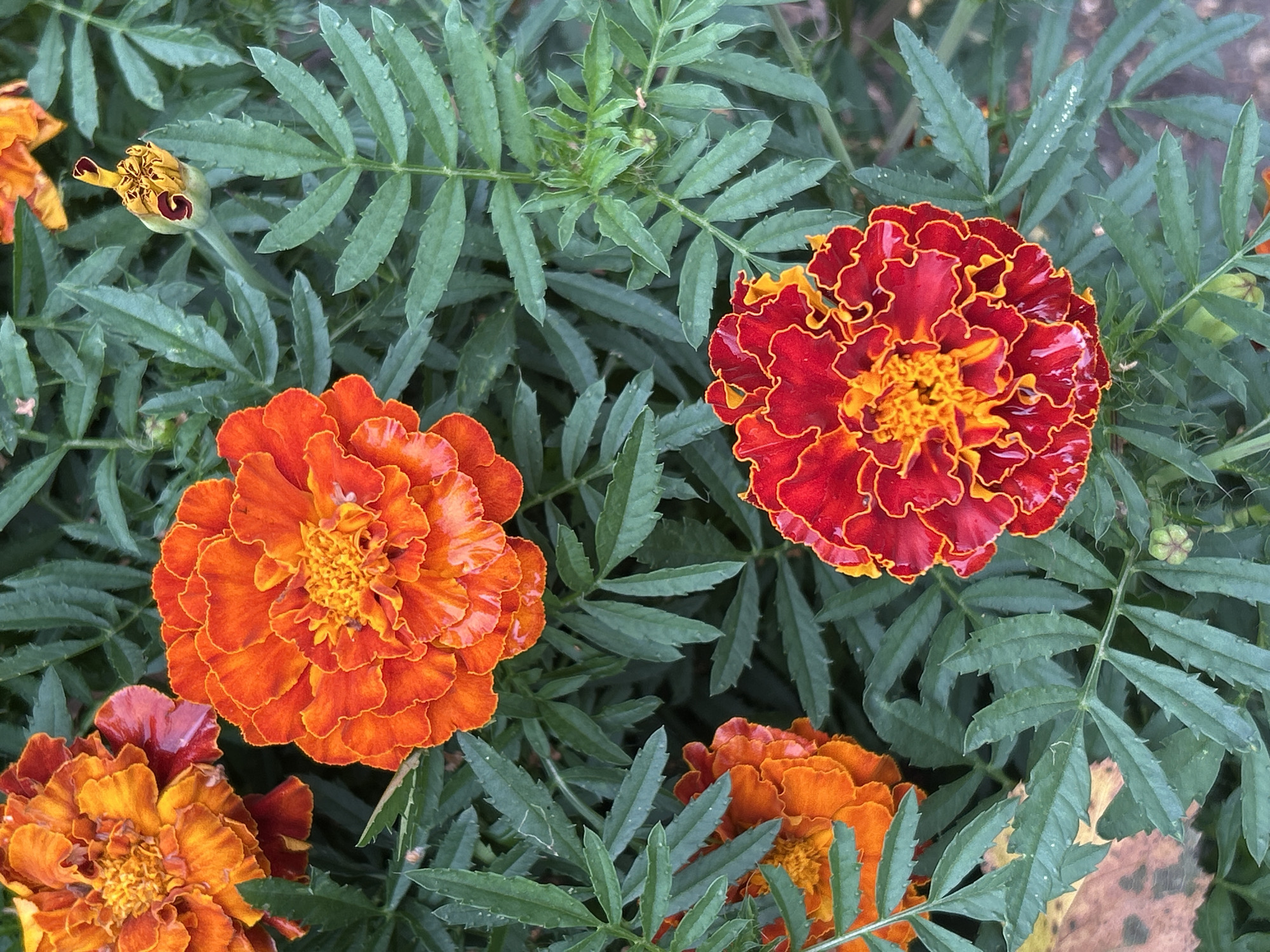 A close-up, overhead shot showcases a cluster of marigolds in varying stages of bloom and a single bud, nestled amongst lush, deep green, serrated foliage. The flowers display a rich spectrum of colors, ranging from vibrant oranges and yellows to deep reds with contrasting yellow edges. Some petals appear slightly damp, suggesting recent rain or dew. The foreground features a partially visible brown leaf, adding a subtle touch of earthy tone to the scene. The background is a blur of green leaves, creating a naturalistic setting. The image was taken in Tomsk, Russia. There are no people or animals visible in the frame.