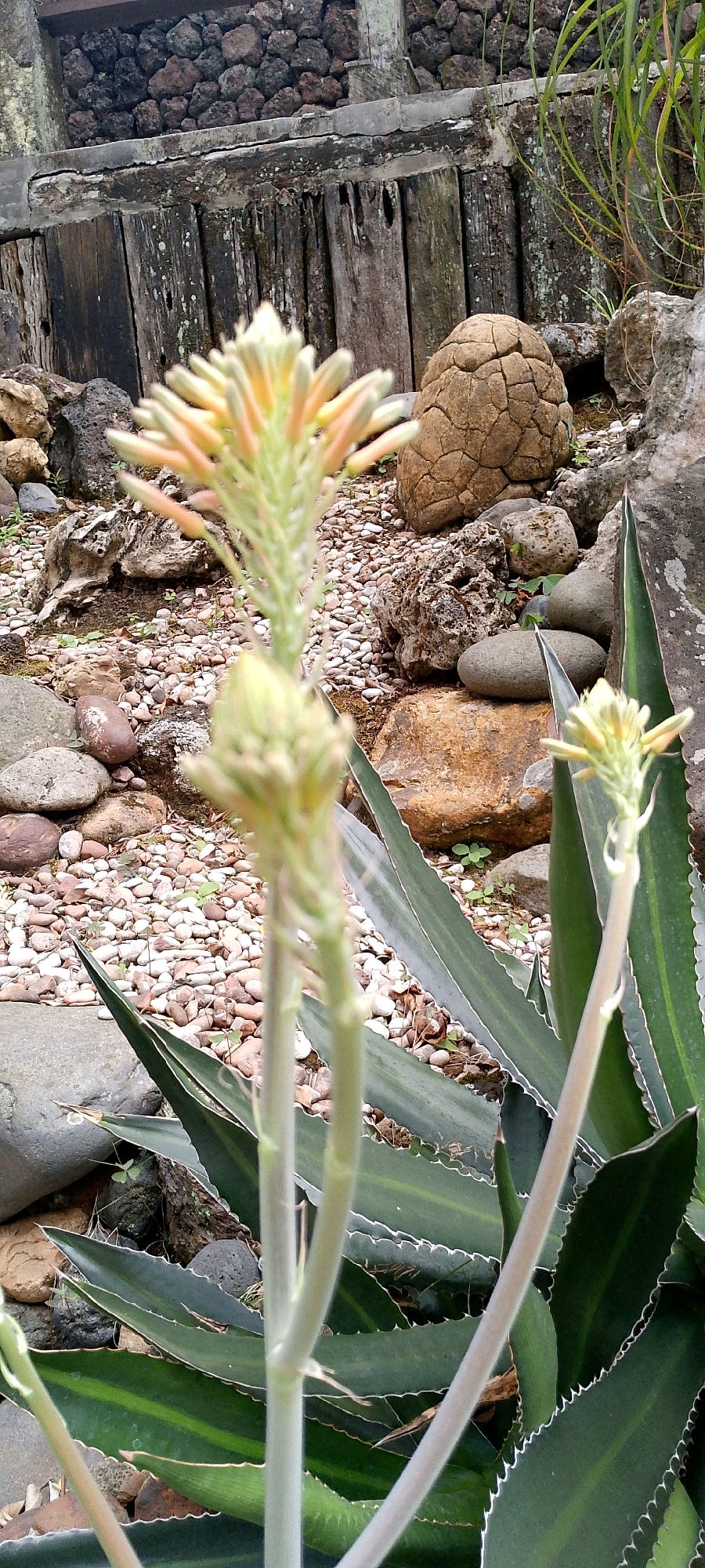 This is a close-up, eye-level, outdoor, vertical photograph of a succulent plant with its flower stalk in focus in the foreground. The flower stalk is pale green with developing buds and a few open flowers that are pale yellow and pinkish. The succulent's spiky, dark green leaves with white edges are visible in the mid-ground and background.
The background features a rocky garden with various sized stones, pebbles, and a weathered wooden structure. The wooden structure appears to be a fence or wall made of vertical planks. Behind the wooden structure, a wall made of dark, irregular stones is visible. A large, textured, egg-shaped object, possibly a decorative stone or fossil, is placed among the rocks.
The lighting suggests it is daytime, with diffused light. The overall setting appears to be a garden or outdoor display area. The location is identified as being in Bandung City, Indonesia. There are no people or animals visible in the image.