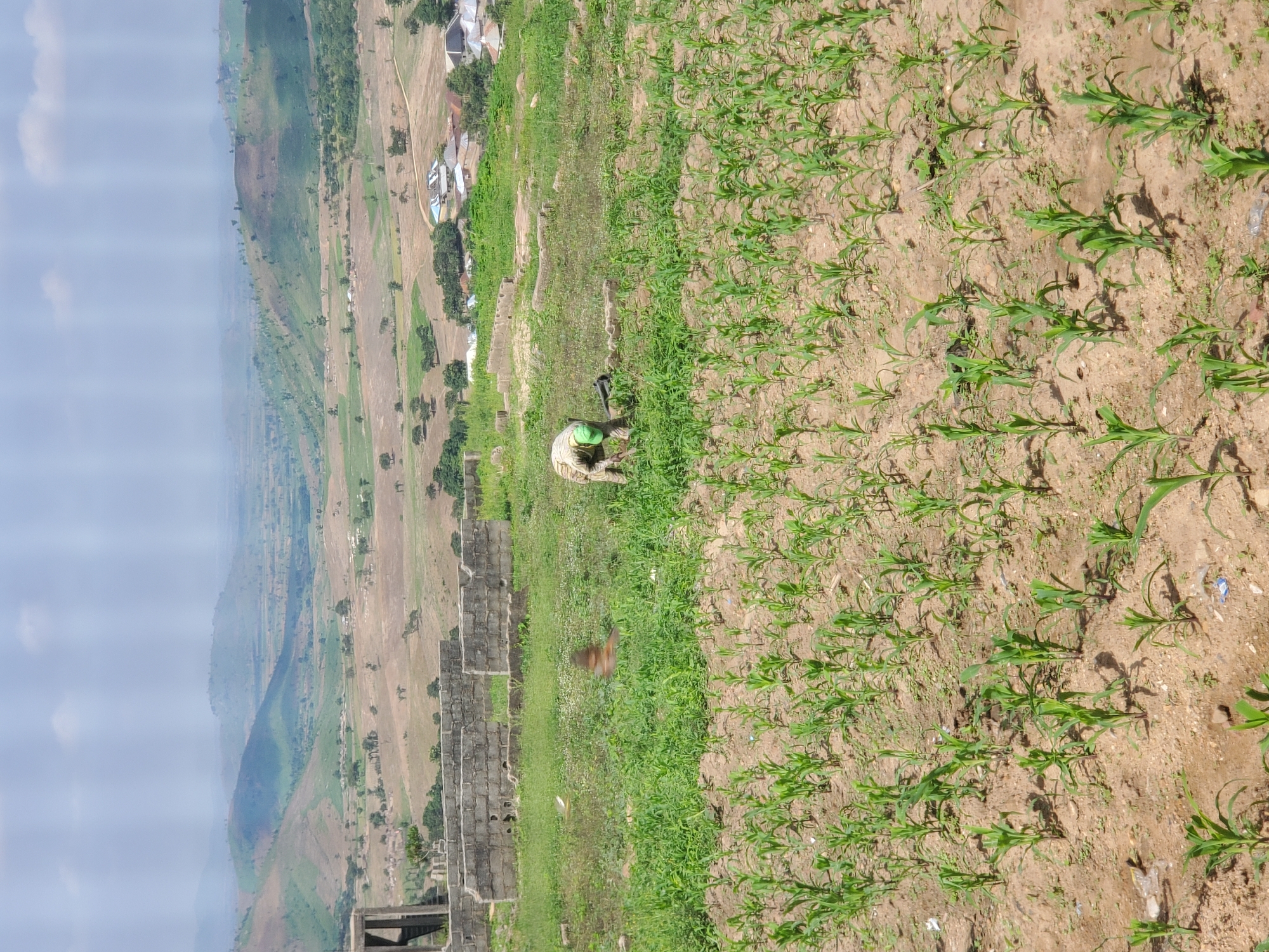 The image captures a rural landscape with agricultural activity. In the foreground, a field of young corn plants is visible, planted in rows in sandy soil. In the middle ground, a person wearing a green cap and a striped shirt is bent over, appearing to be working in a grassy area. There are also remnants of a brick structure, possibly a foundation or unfinished building, to the left of the person. The background features rolling hills, some covered in vegetation and others appearing drier, with scattered trees and a small village or settlement nestled in the valley. The sky is overcast with some clouds. The scene suggests a natural environment undergoing cultivation.