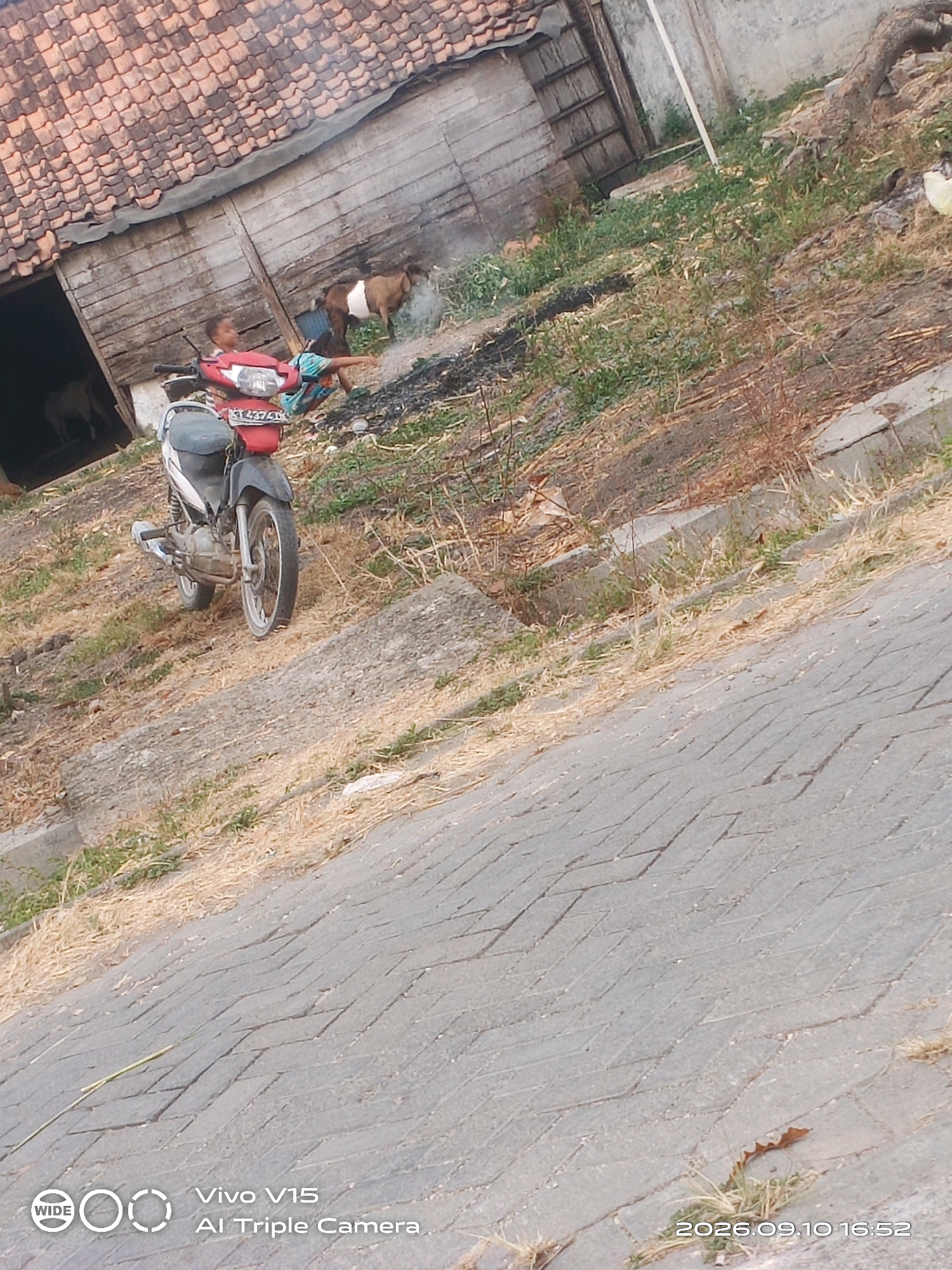 A young child is sitting on a red and white motorcycle parked on a dirt slope. The child is wearing a blue and green patterned shirt. To the right of the child, another person, partially visible, is interacting with a brown and white goat. Behind them, a rustic wooden building with a tiled roof stands. The ground is covered with dry grass and sparse vegetation. In the foreground, a paved pathway made of interlocking bricks is visible, with dry grass growing between the stones. The image is geotagged with the date and time "2026.09.10 16:52" and mentions "Vivo V15 AI Triple Camera" in the bottom left corner, suggesting it was taken with a Vivo V15 smartphone. The environment appears to be rural, consistent with a location like Plosorejo, Indonesia.