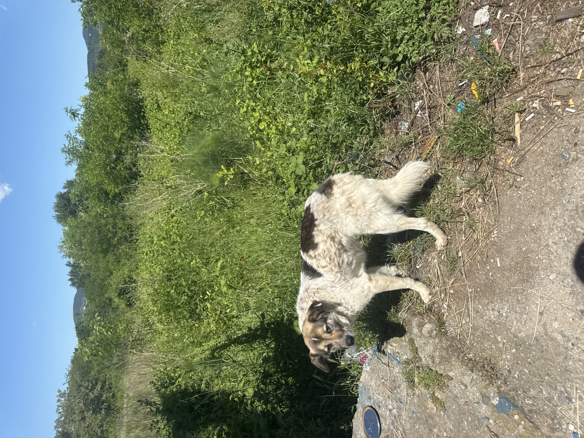 A medium-sized, white and brown dog with medium-length fur stands on a concrete surface partially covered with grass and debris. The dog is looking down and to the left. To the left of the concrete surface is a patch of dense green vegetation and grass. In the background, more green vegetation is visible against a clear blue sky. The location appears to be an outdoor area in the city of Unknown, Unknown, possibly adjacent to a park or field.
