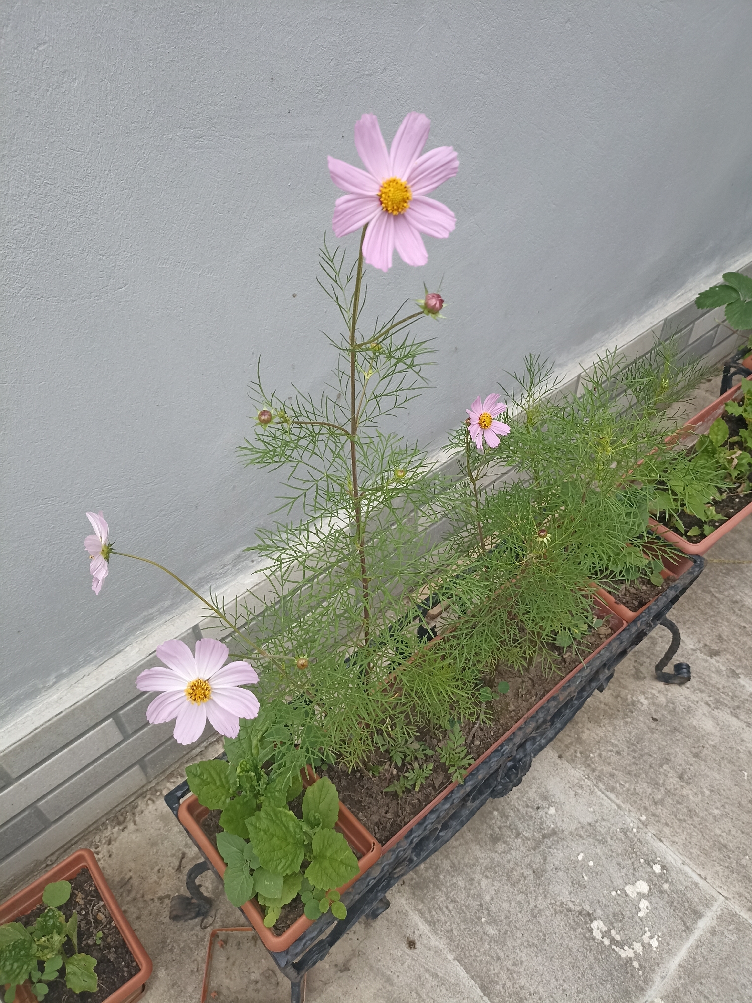 This image captures a close-up view of pink cosmos flowers in planters on a stone patio, with a grey, textured wall in the background. The flowers are in various stages of bloom, with one prominent flower in the foreground showing delicate pink petals and a yellow center. The plants are in rectangular brown planters, one of which is supported by a black metal stand. The surrounding environment appears to be an outdoor urban setting, possibly a balcony or courtyard, with a glimpse of other planters containing greenery to the right. The lighting suggests an overcast day. There are no people or animals visible in the image. The location in Gusar, Azerbaijan is not directly discernible from the visual elements.