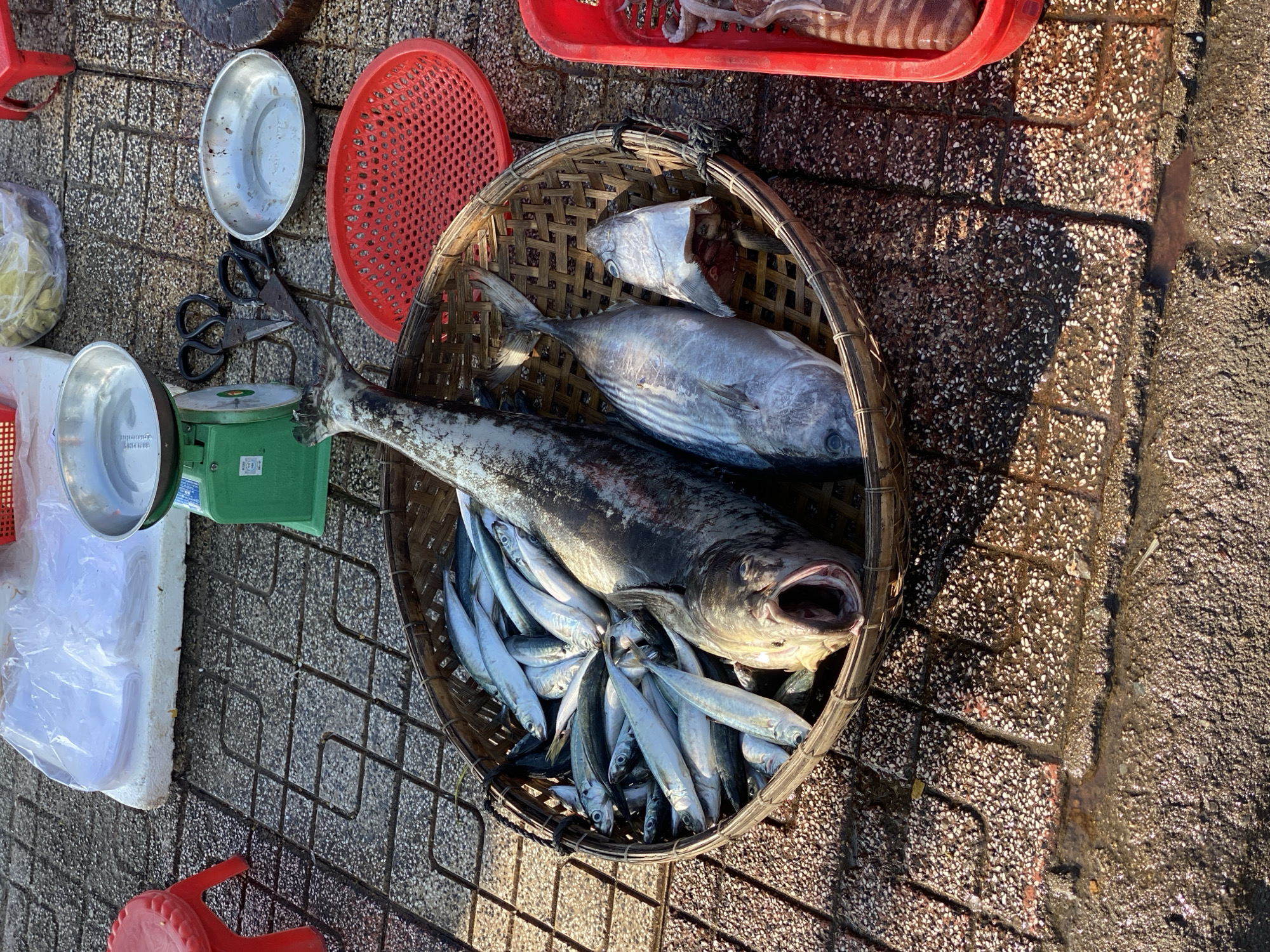 The image depicts an outdoor fish market scene in Bac Nha Trang Ward, Vietnam. The ground is paved with speckled concrete tiles, wet in some areas, suggesting a recent cleaning or the presence of water.
In the center of the image, a large woven basket overflows with freshly caught fish. A prominent, large fish with its mouth open lies on top of a pile of smaller, silver-scaled fish. To the right of the basket, a second, medium-sized fish with striped markings is visible. Another fish head, partially severed, rests near the edge of the basket.
Adjacent to the basket, various market items are laid out. A green mechanical scale with two metal pans sits on a white styrofoam block, along with a pair of dark-handled scissors. A small, shallow metal bowl is positioned near the scissors, and a red plastic perforated basket is to the right of the main basket of fish. Further to the right, a red plastic container holds what appears to be squid or octopus.
In the background, a red plastic stool is partially visible on the left side of the frame. The overall lighting suggests it is daytime, with shadows cast across the ground. The scene is one of typical commerce at a Vietnamese fish market.