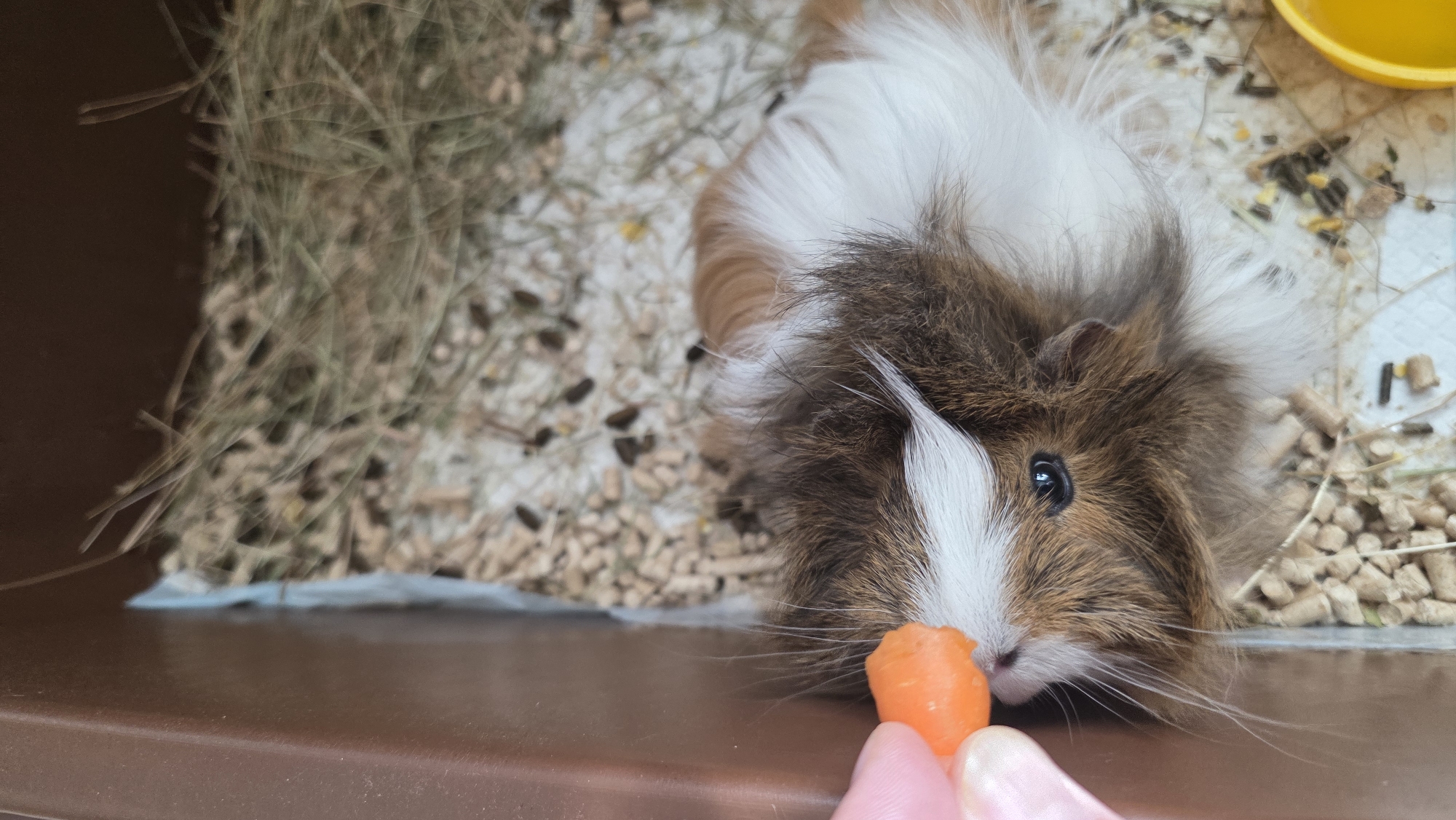 A guinea pig with brown and white fur is being offered a small, orange carrot. The guinea pig is in a brown enclosure with hay and bedding. The guinea pig has long white whiskers and a white stripe on its face. The person holding the carrot has pink fingernails. There is a yellow dish in the background. The location is not discernible from the image.