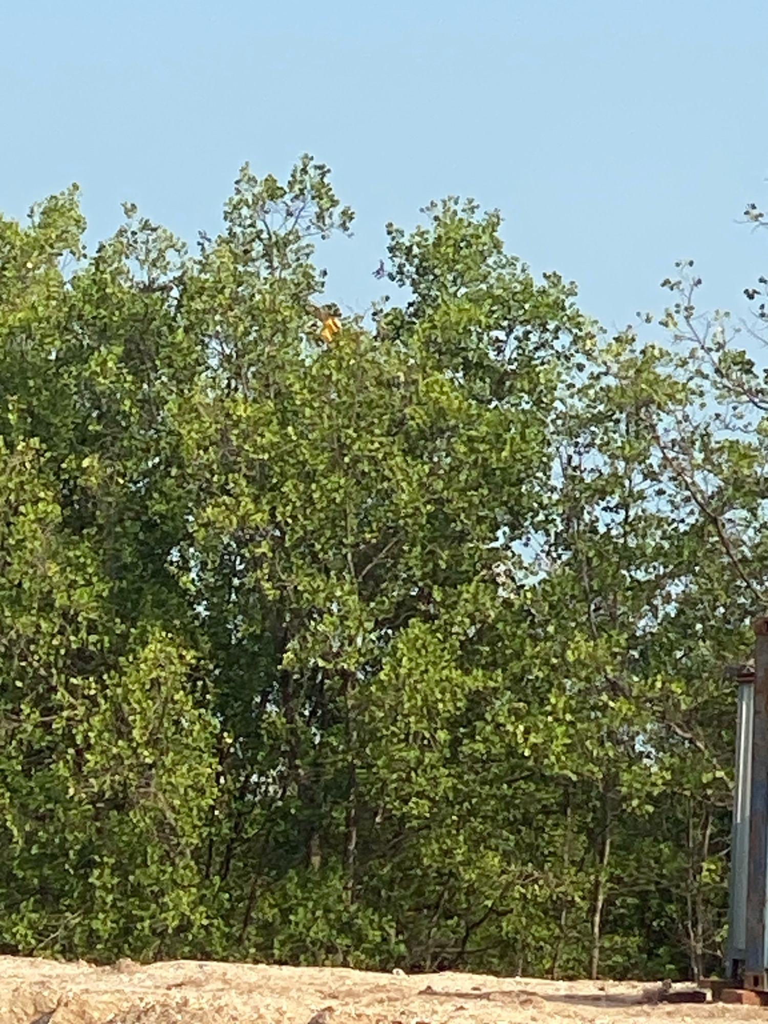 The image shows a dense canopy of green trees against a clear blue sky. A small, bright orange object, possibly a bird or a piece of debris, is visible amongst the upper branches of the trees. The foreground is a rough, sandy surface, suggesting an outdoor, possibly undeveloped area. The location is identified as Batam, Indonesia, though specific details within the city are not discernible from the image itself.
