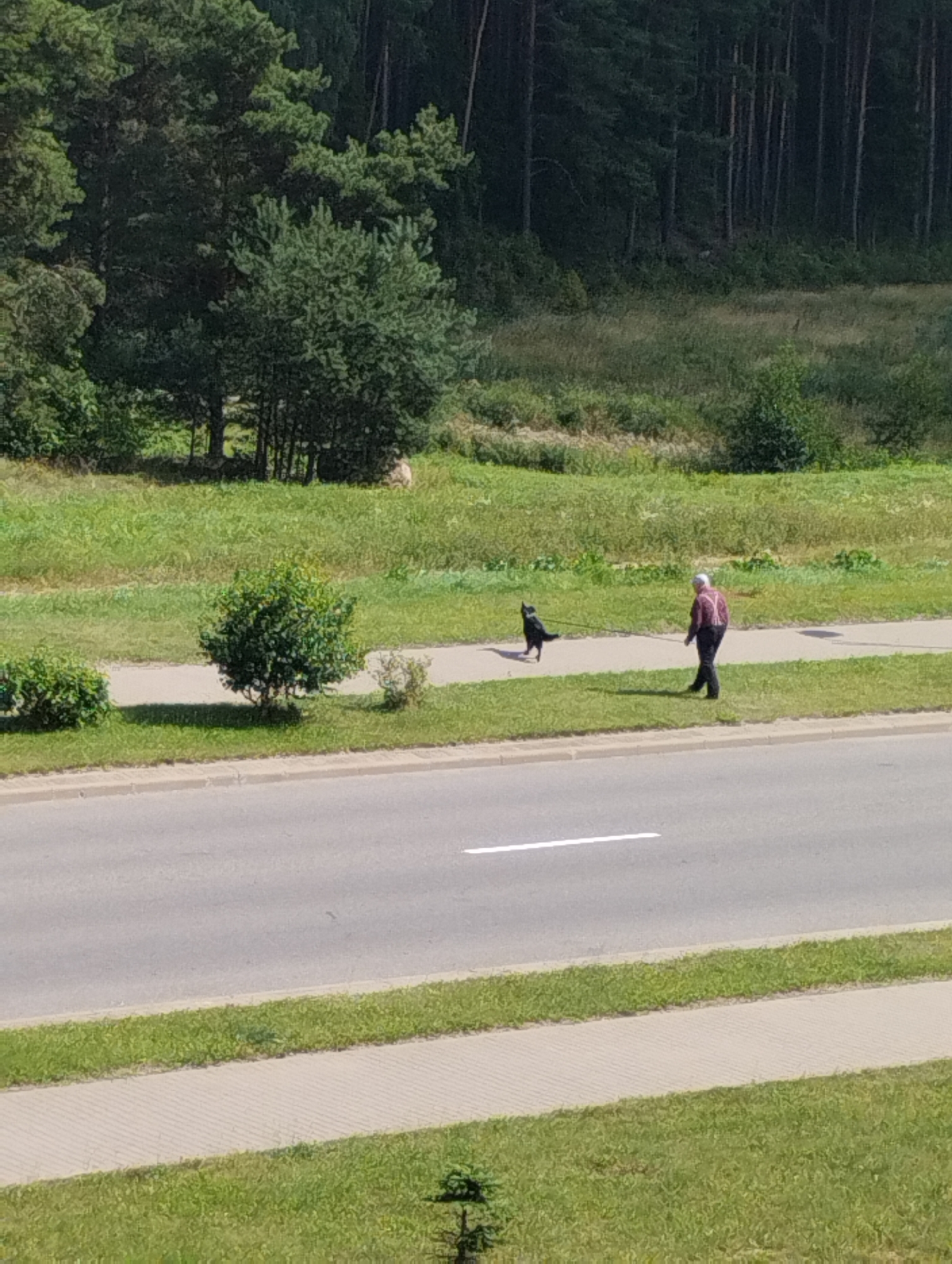 An individual is walking a dog on a paved path beside a road in Astravyets, Belarus. The person, wearing a red and white plaid shirt and suspenders, is facing away from the camera and walking to the right. The dog, a black medium-sized breed, is facing the person and appears to be looking upwards. The path is bordered by a strip of grass on both sides. Beyond the grass, a wooded area with tall, dark green trees forms the background, with a lighter green grassy slope in front of the trees. The road in the foreground is gray asphalt with a white line marking the lane. The overall scene depicts a calm, daytime outdoor activity in a semi-natural urban environment.