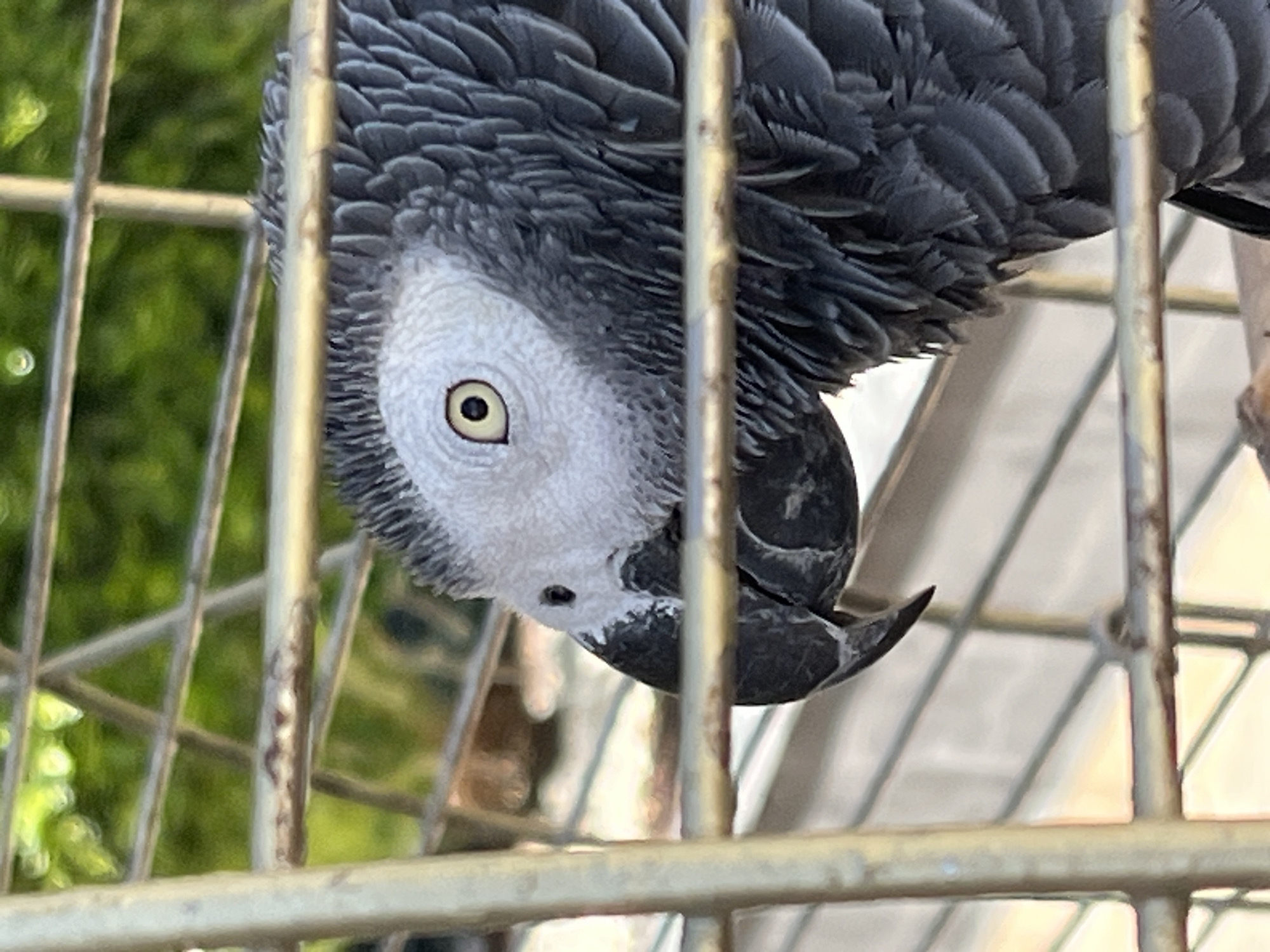 An African grey parrot is hanging upside down from the bars of its cage. The bird has grey feathers on its body and a white facial mask with a yellow eye. The cage is made of metal bars, and the background shows a blurred view of greenery and structures. The location is in Alanya, Turkey.