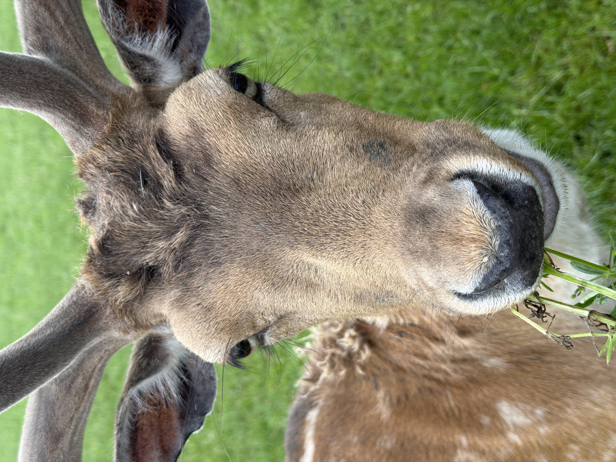 A close-up, eye-level, vertical, medium shot captures the head and upper body of a deer in a grassy field. The deer is facing the camera and appears to be eating grass. The deer's fur is brown with lighter patches on its body. Its antlers are visible, and its ears are perked. The background is a blur of green grass, suggesting an outdoor setting, possibly a park or pasture. The image is clear and well-lit, with a shallow depth of field that focuses on the deer's face. The location is Pliening, Germany.